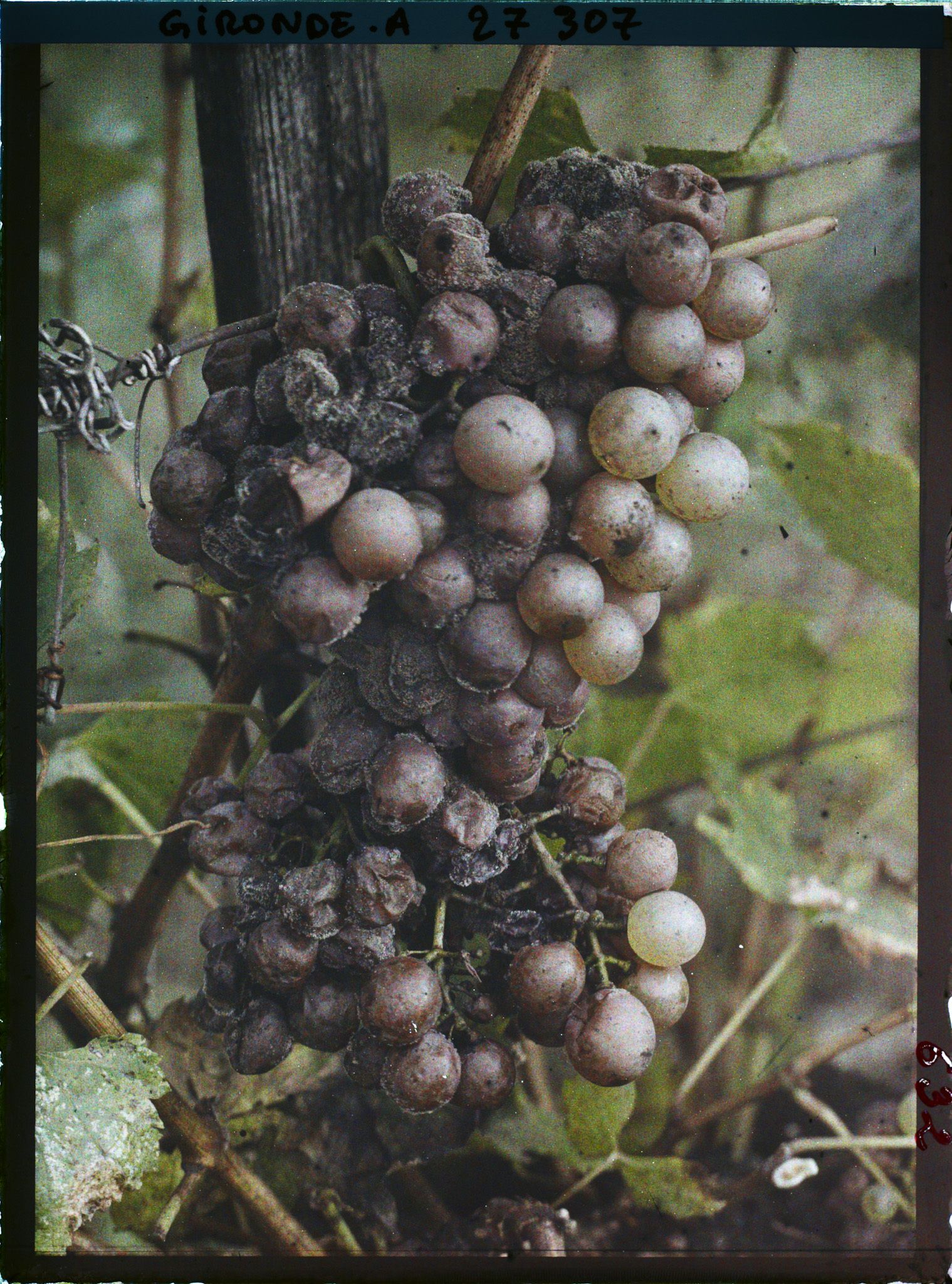 Image représentant Cambes Gironde, Cépage blanc dit "Semillon"
