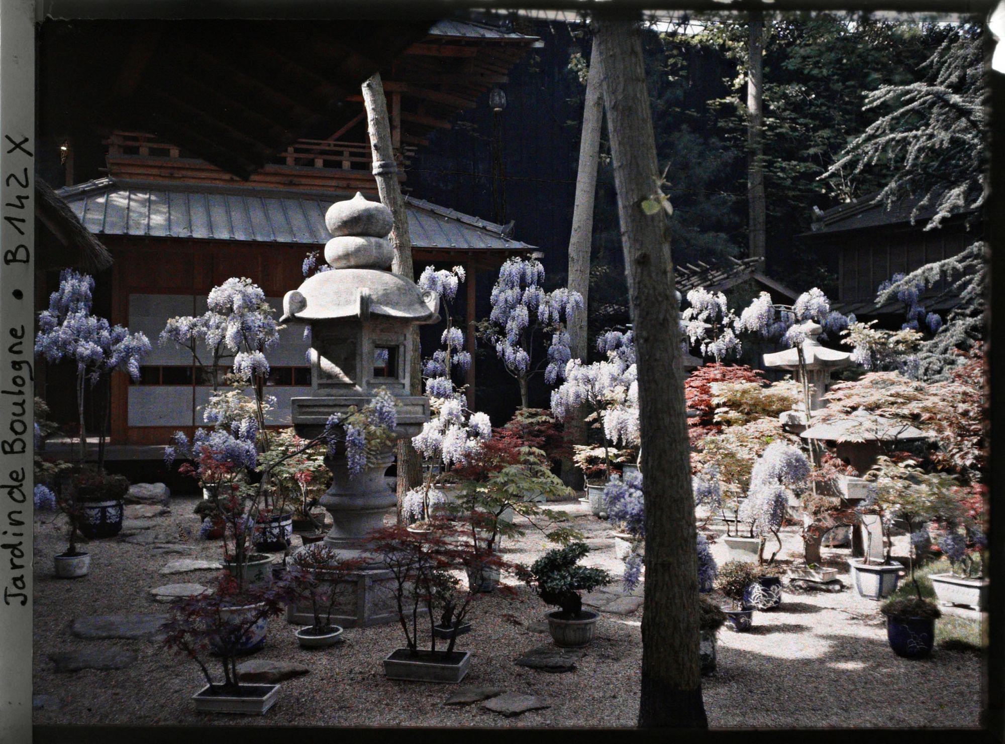 Image représentant Glycines en pots fleuries, lanternes et bonsaïs au pied de la pagode du " village japonais "
