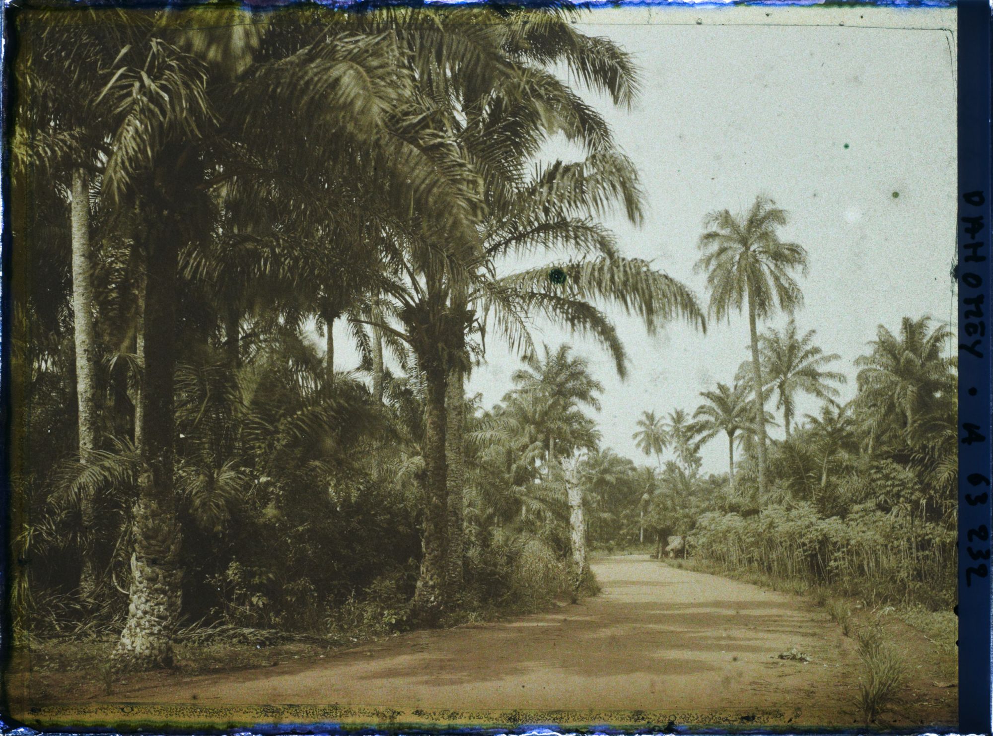 Image représentant La route allant de Porto Novo à Adjarra, bordée de culture de manioc et palmiers à huile