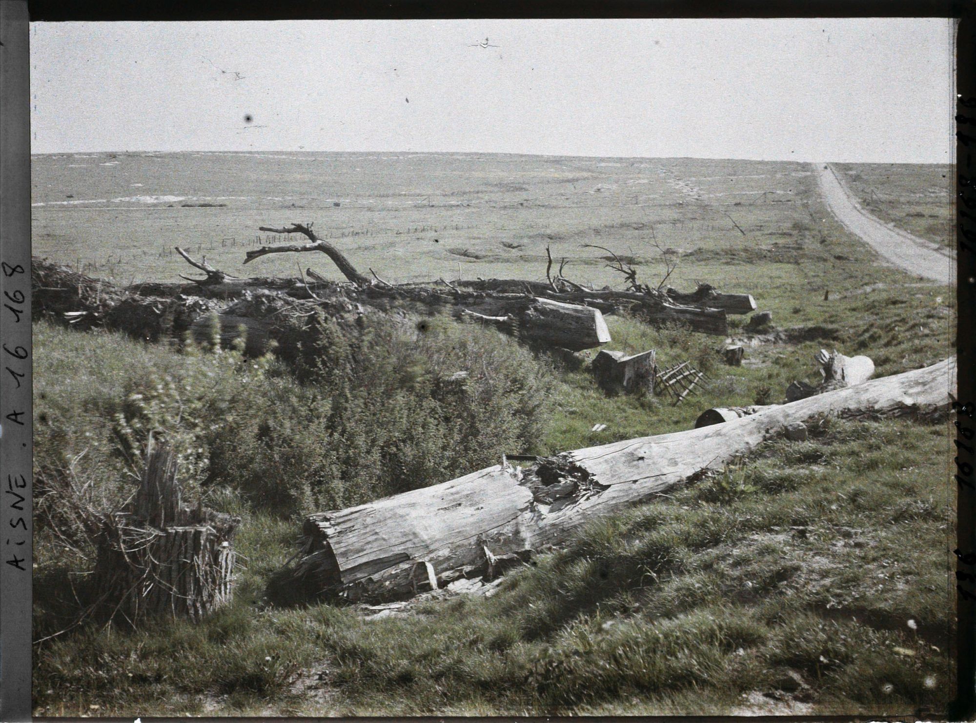 Image représentant France, Env- de St Quentin, Arbres coupés sur la route de Ham