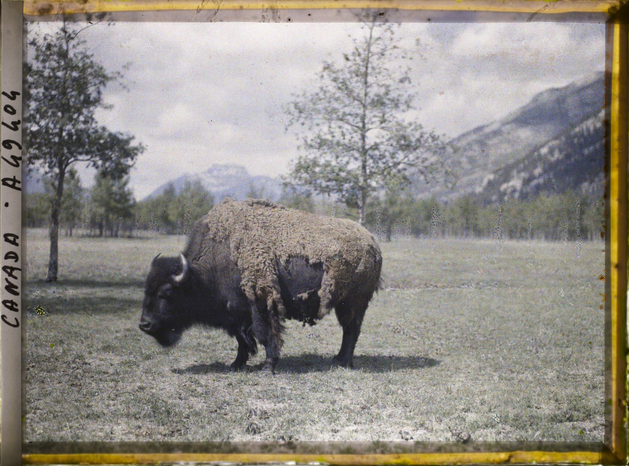 Image représentant Canada, Banff, Bison de travers (gros)
