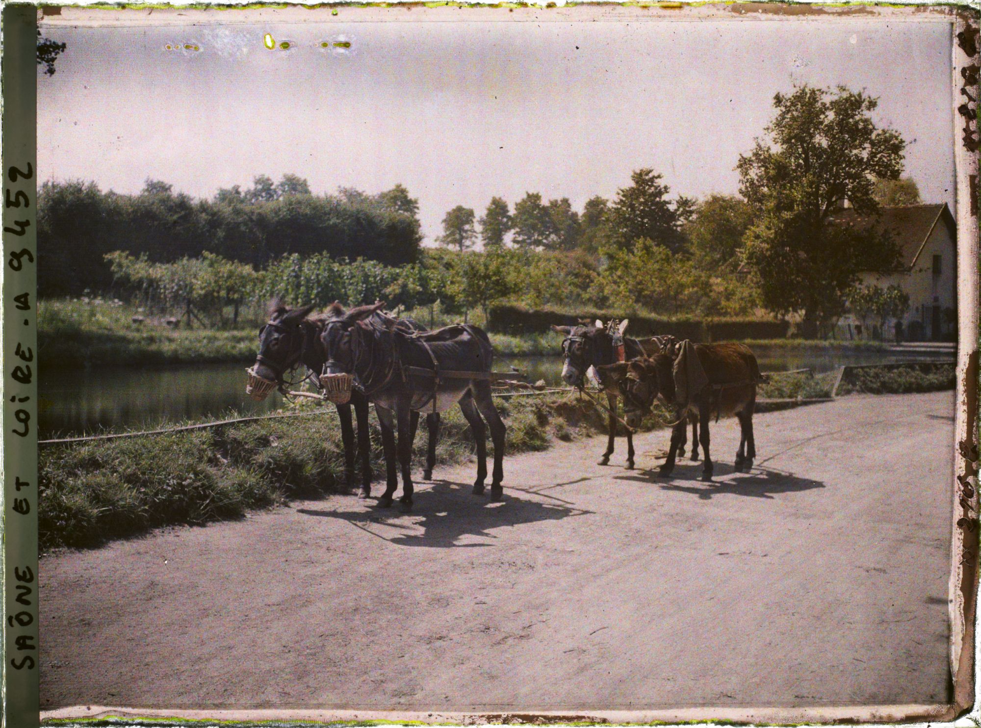 Image représentant Attelage d'ânes de halage