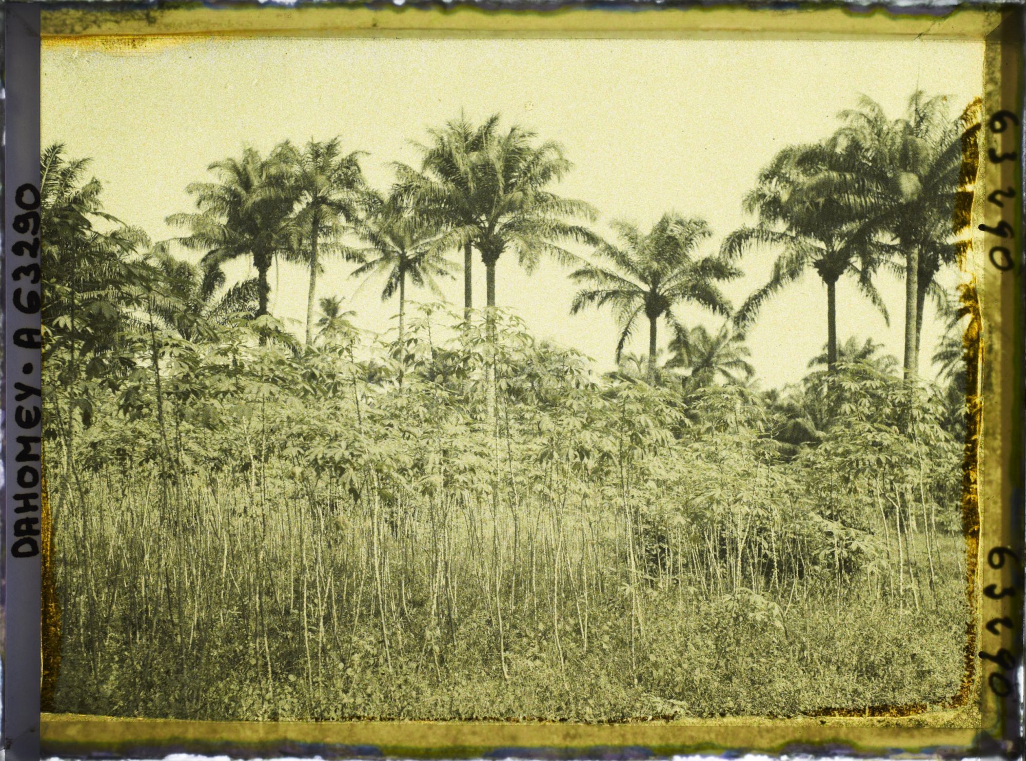 Image représentant Manioc et palmiers à huile