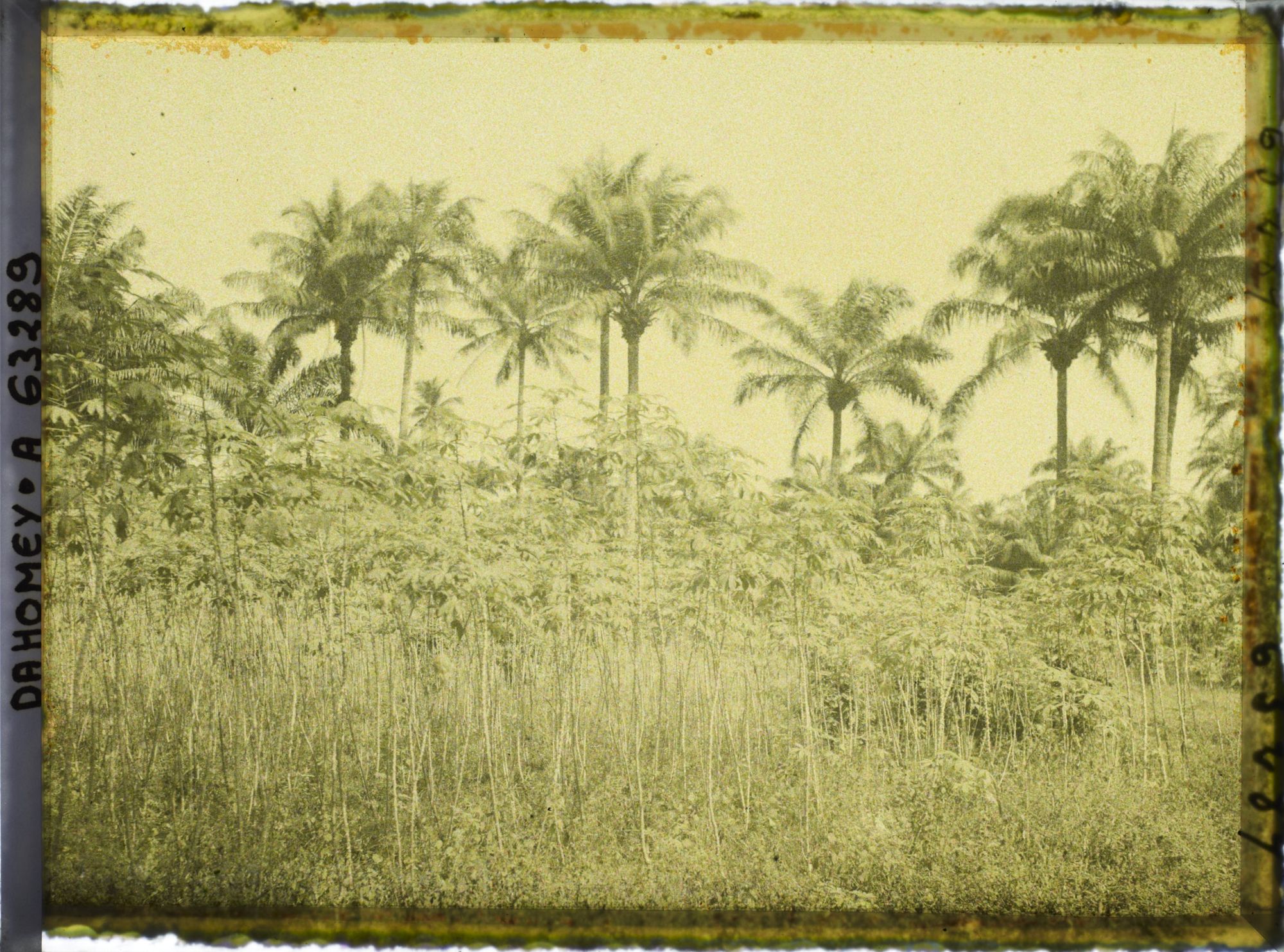 Image représentant Manioc et palmiers à huile