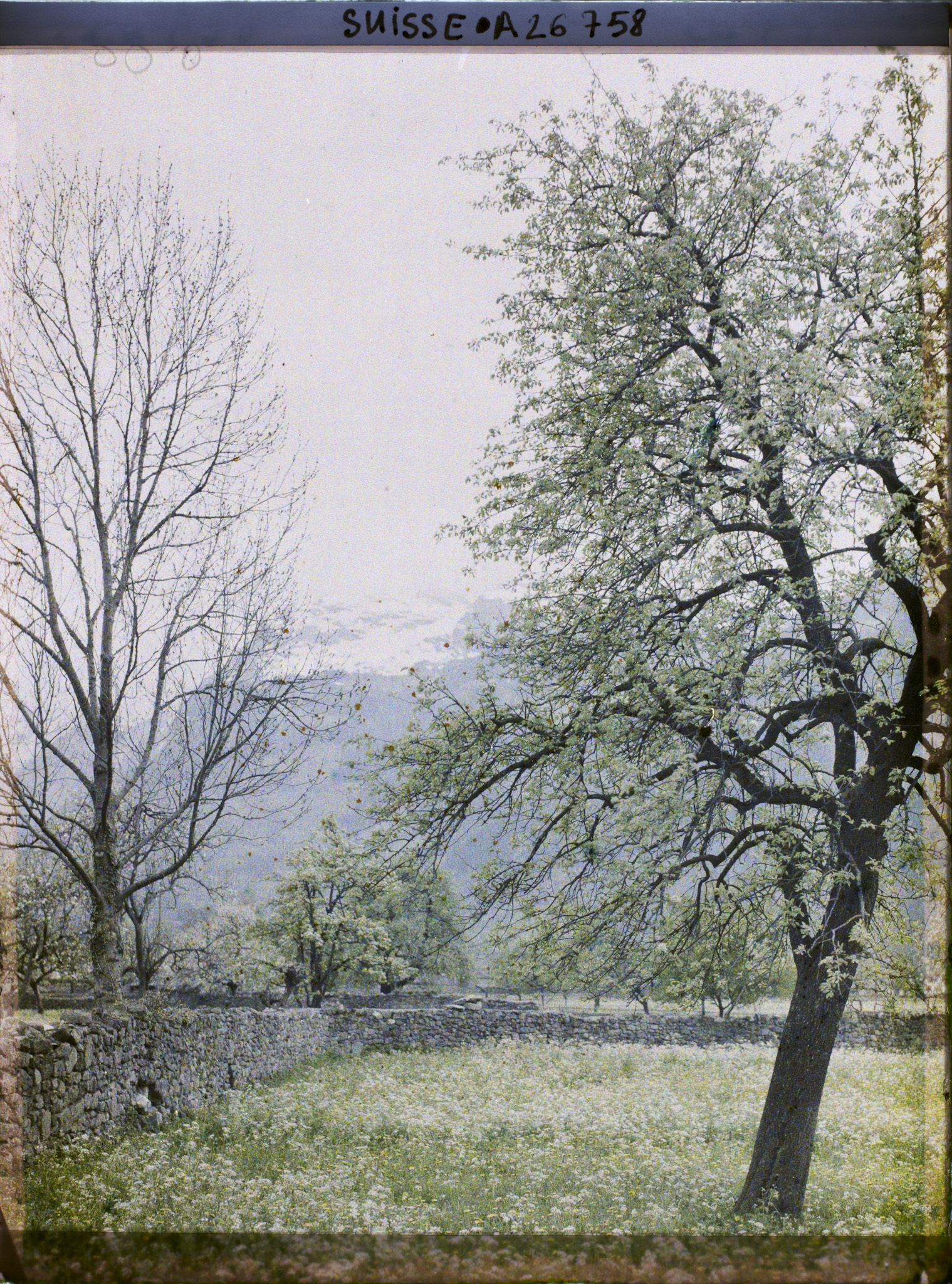 Image représentant Arbres et prairies fleuries dans la plaine d'Altdorf