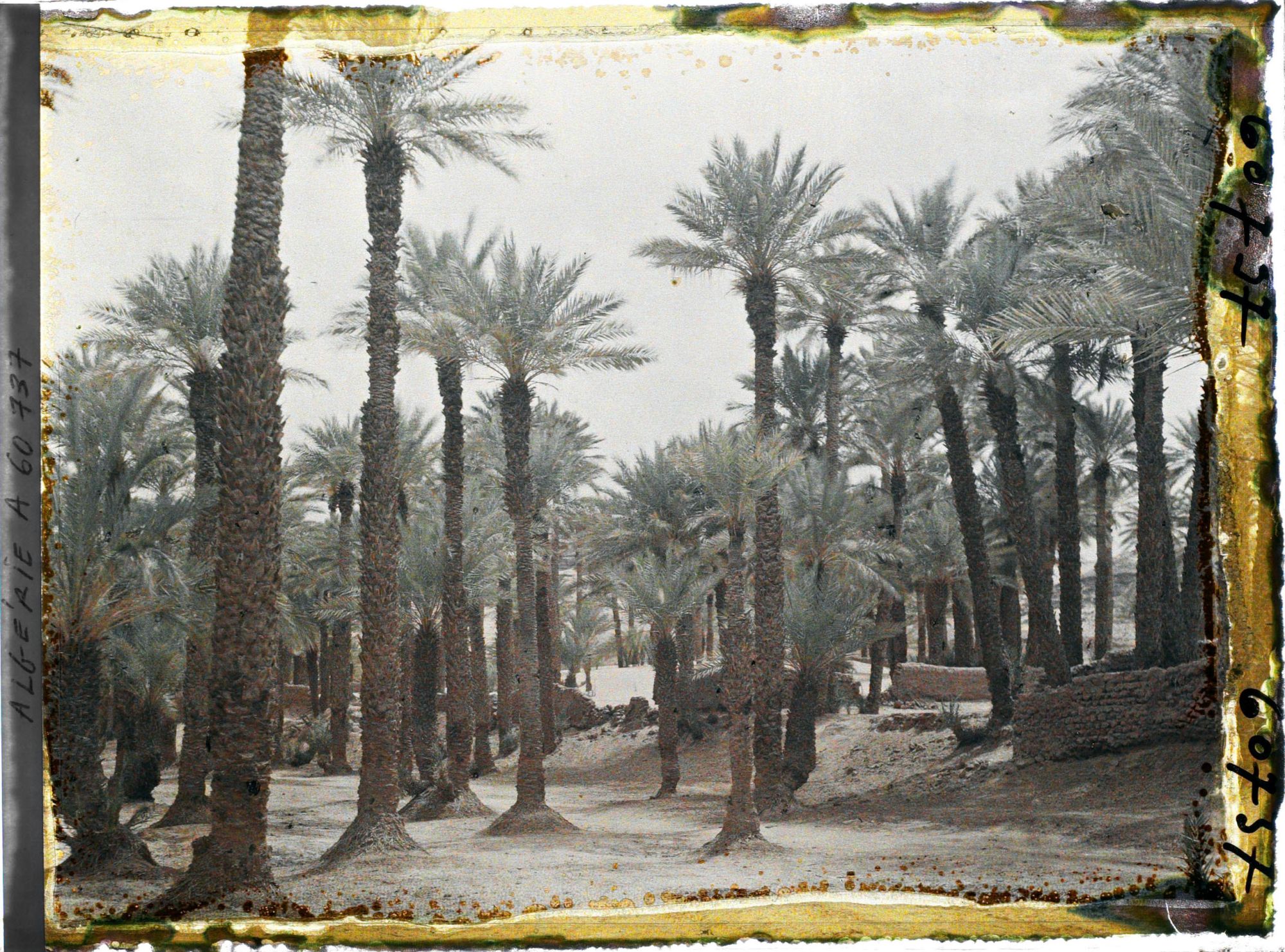 Image représentant La palmeraie