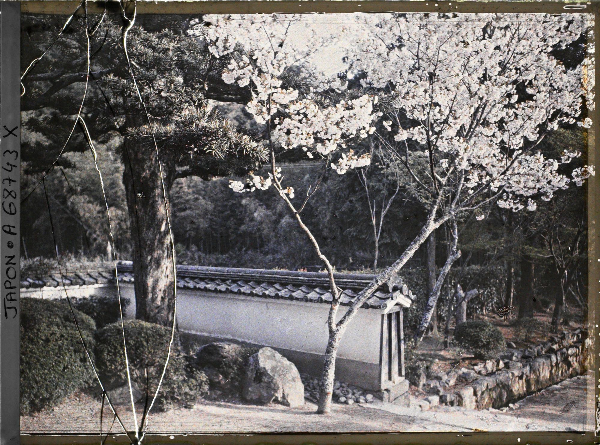 Image représentant Temple Kôshô-ji : mur et cerisiers en fleurs devant la porte d'entrée