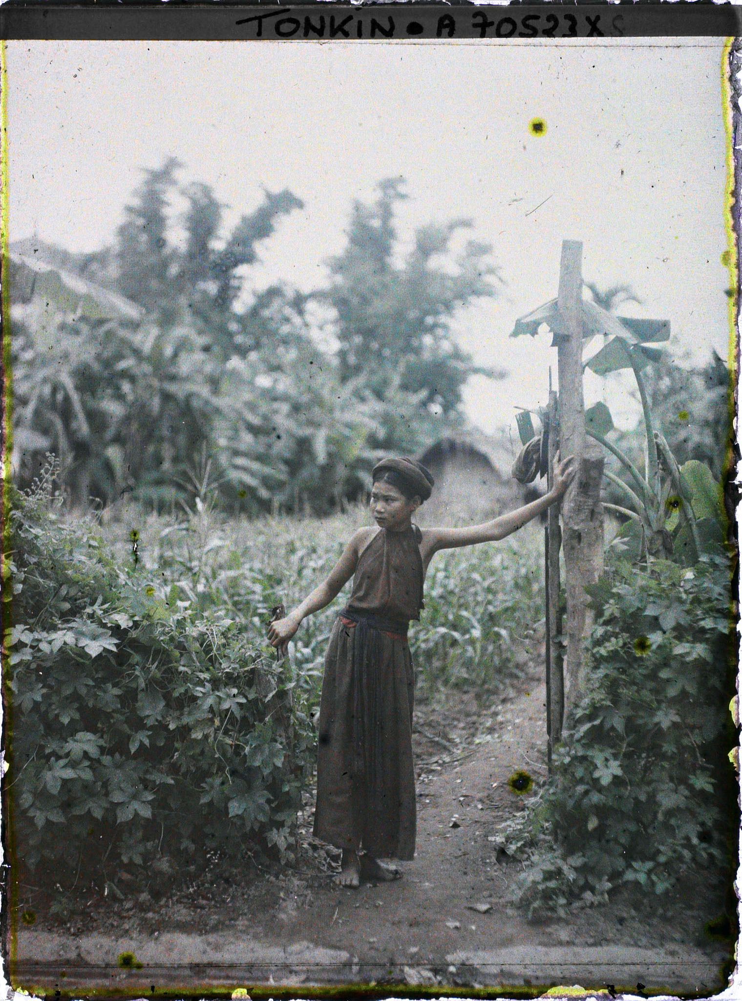 Image représentant Une jeune femme à l'entrée d'un champ de maïs