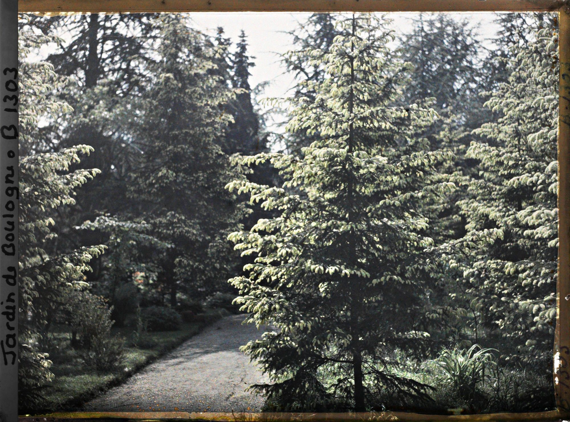 Image représentant La forêt dorée