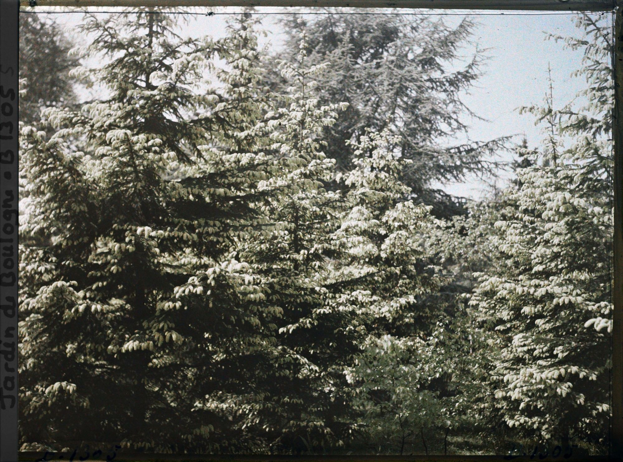 Image représentant La forêt dorée