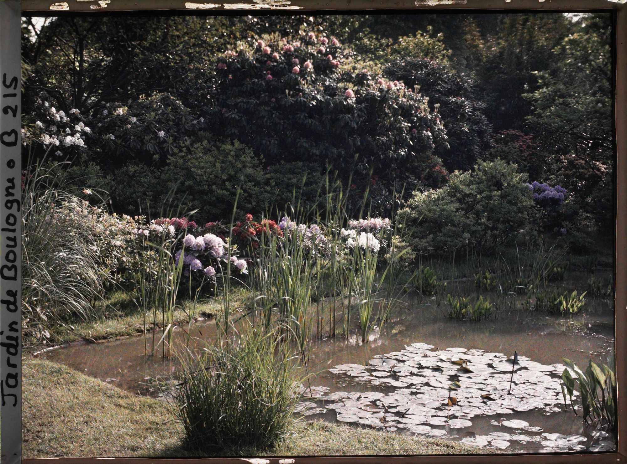 Image représentant Massif de rhododendrons en fleurs situé en bord " d'étang ", au nord du marais, vu vers le nord-est