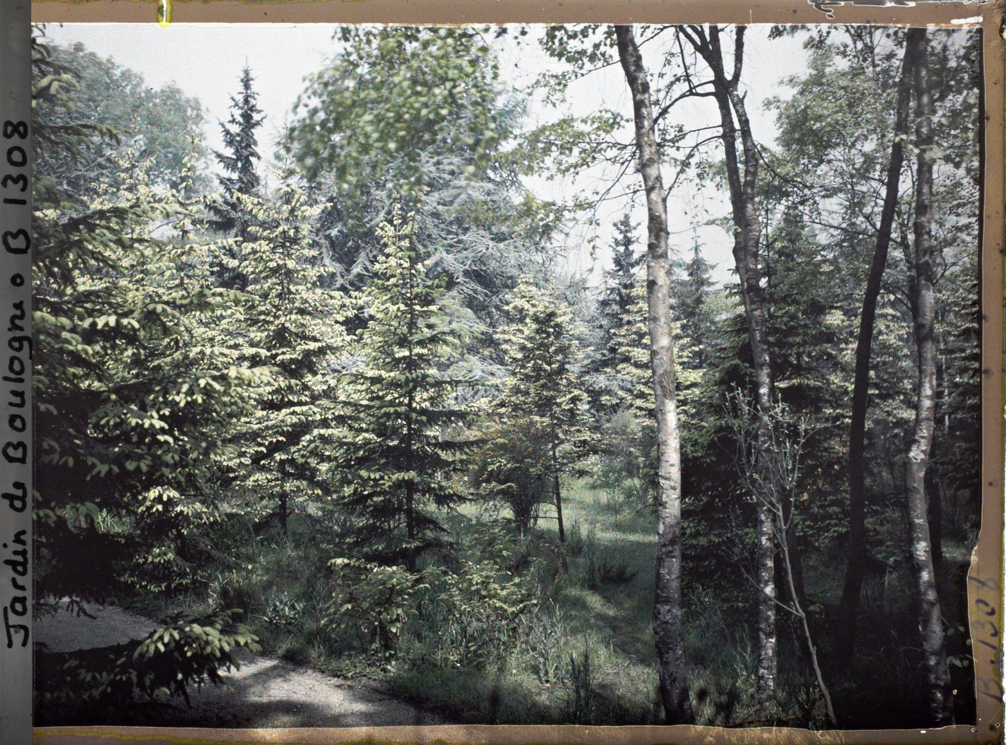 Image représentant La forêt dorée