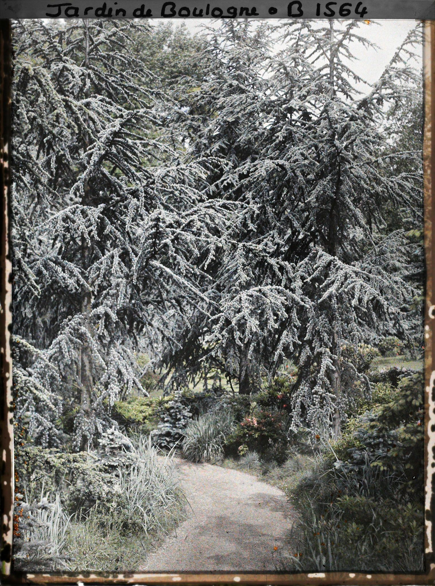 Image représentant La forêt bleue