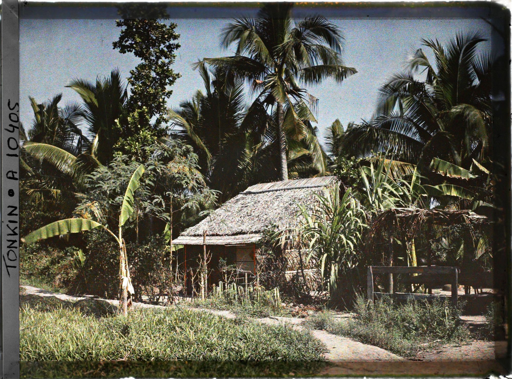 Image représentant Une habitation entourée de cocotiers dans un village