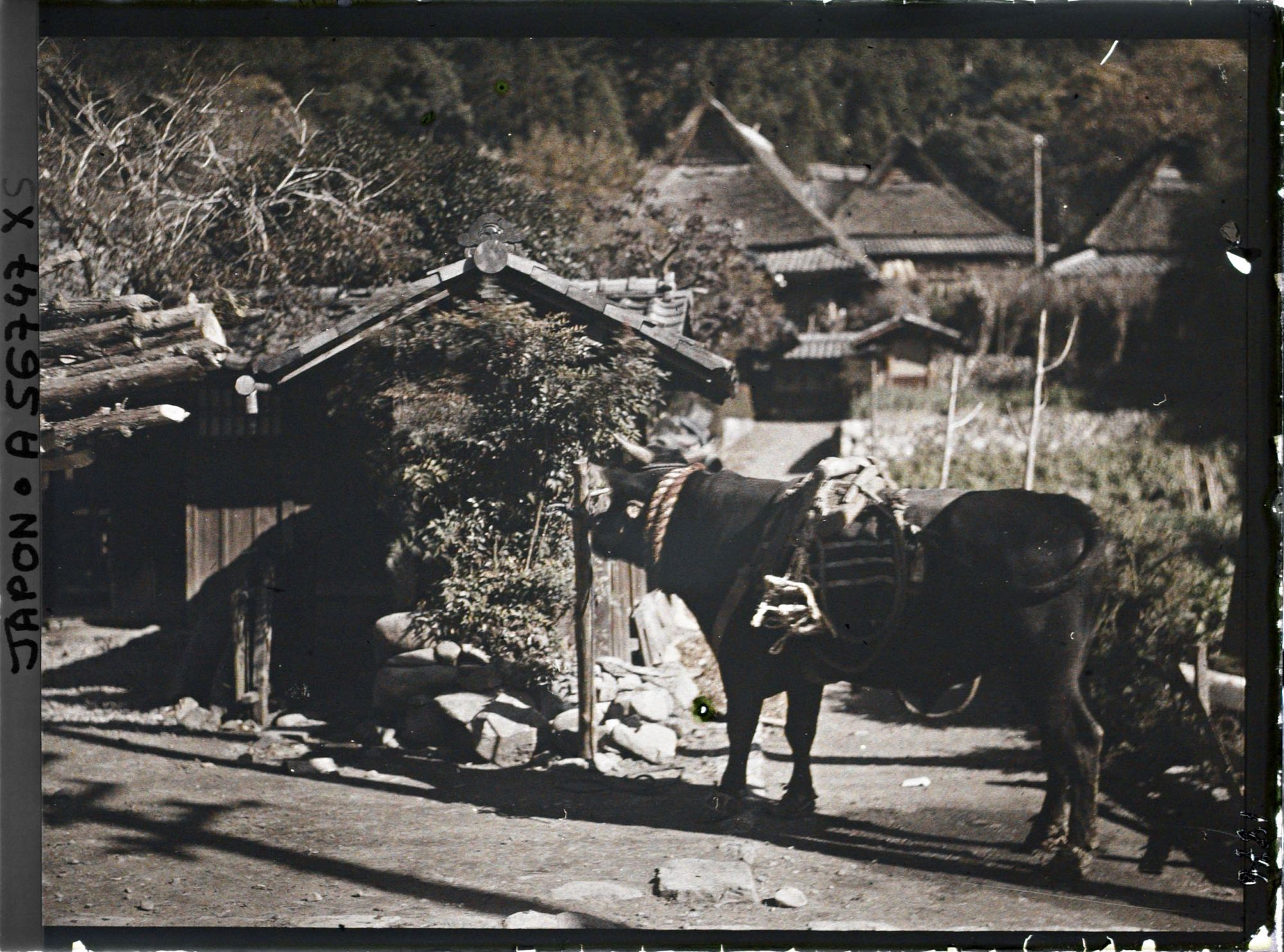 Image représentant Bœuf d'attelage dans le village