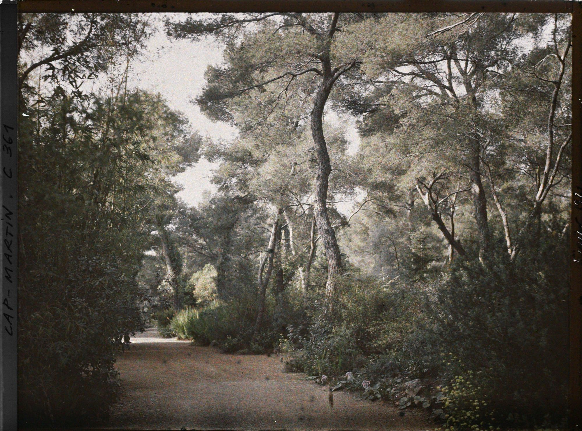 Image représentant Une allée du jardin près du bois de bambous