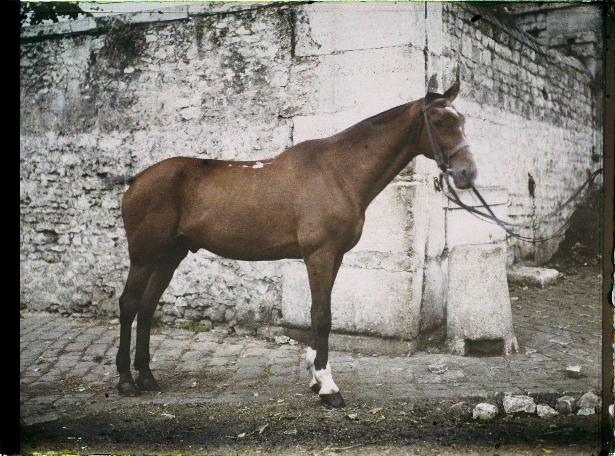 Image représentant Cheval normand de 6 ans ayant fait toute la Campagne appartenant à l'Adjudant Carry, 12ème Cuirassiers