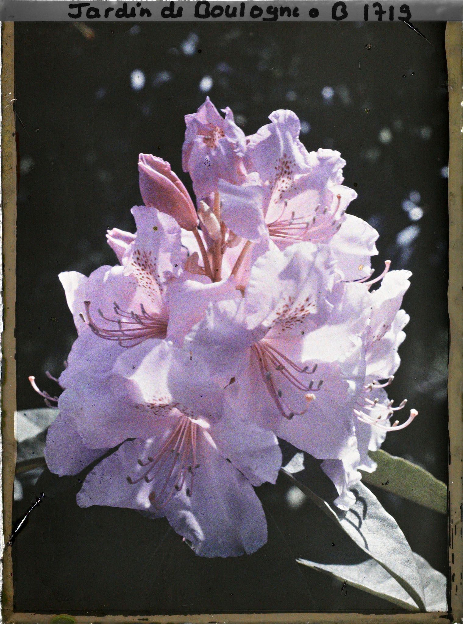 Image représentant Fleur de rhodo opéra en très gros plan