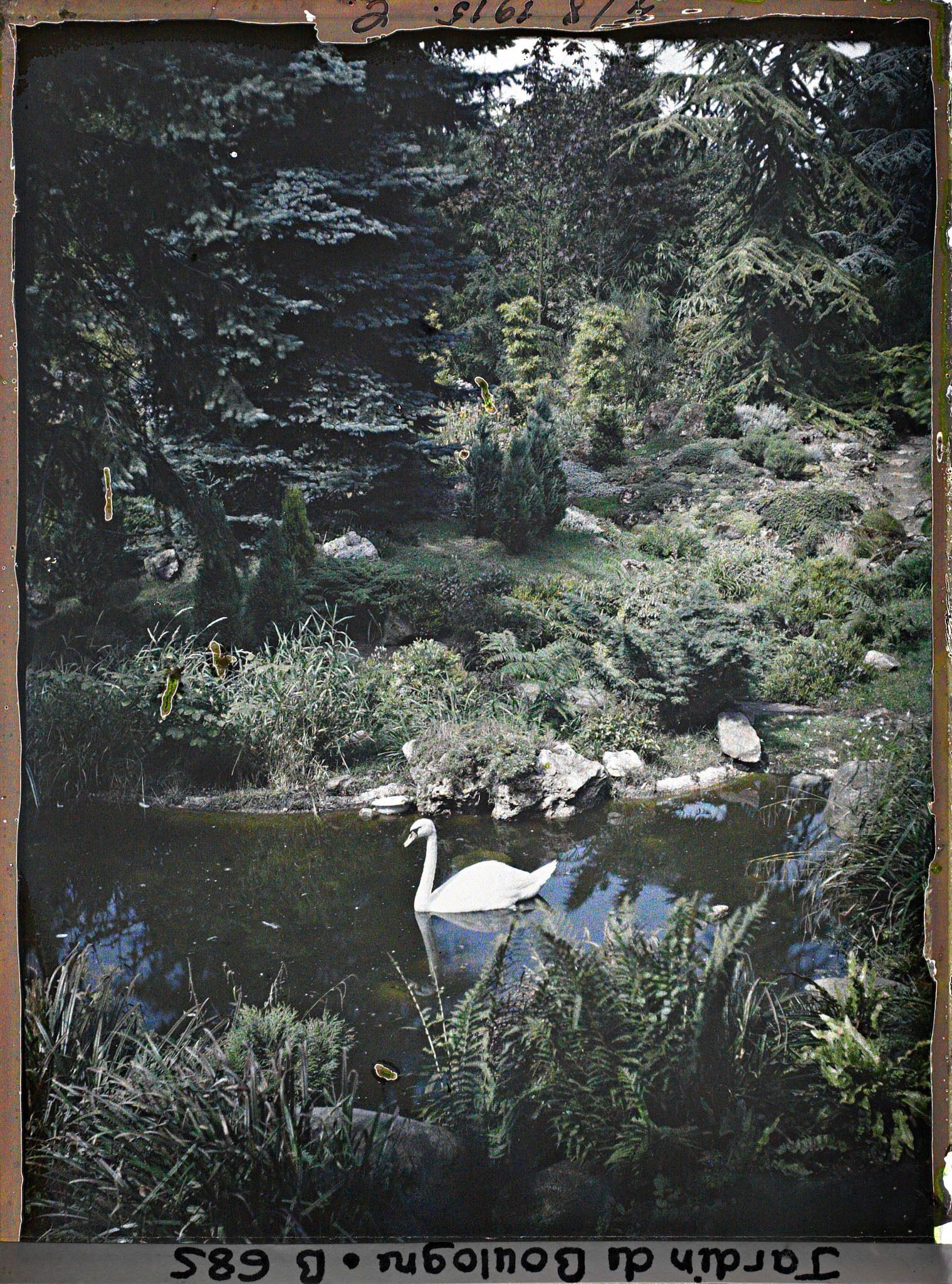 Image représentant Cygne se promenant sur une pièce d'eau du " sanctuaire japonais " située non loin du temple shinto