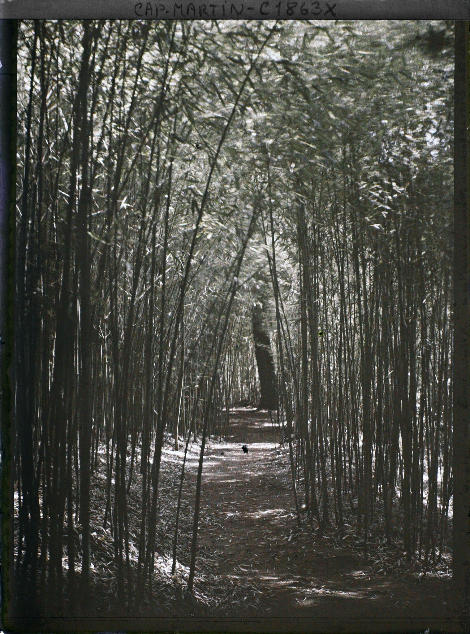 Image représentant Bambouseraie traversée par un sentier