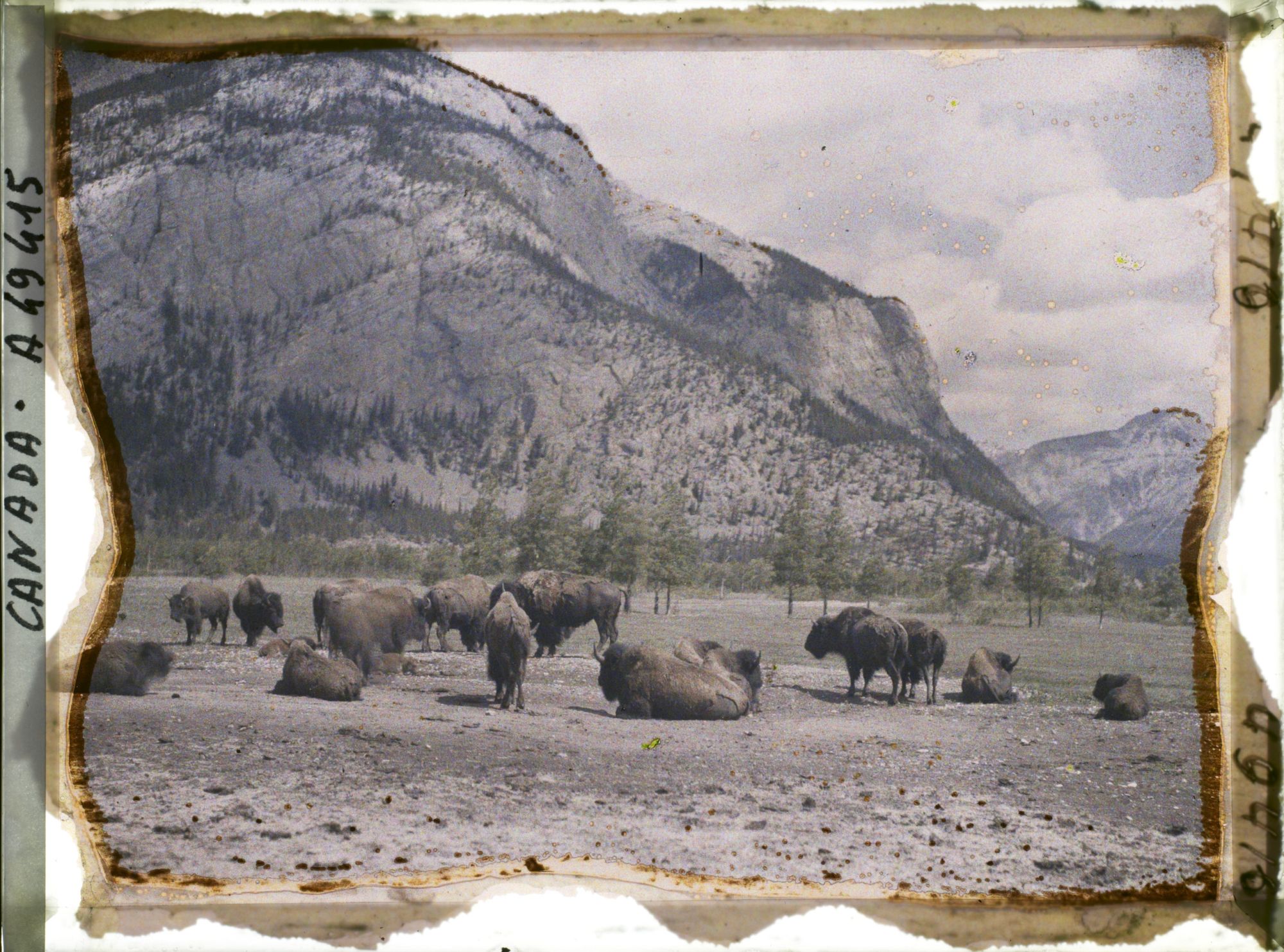 Image représentant Canada, Banff, Troupeau de Bisons