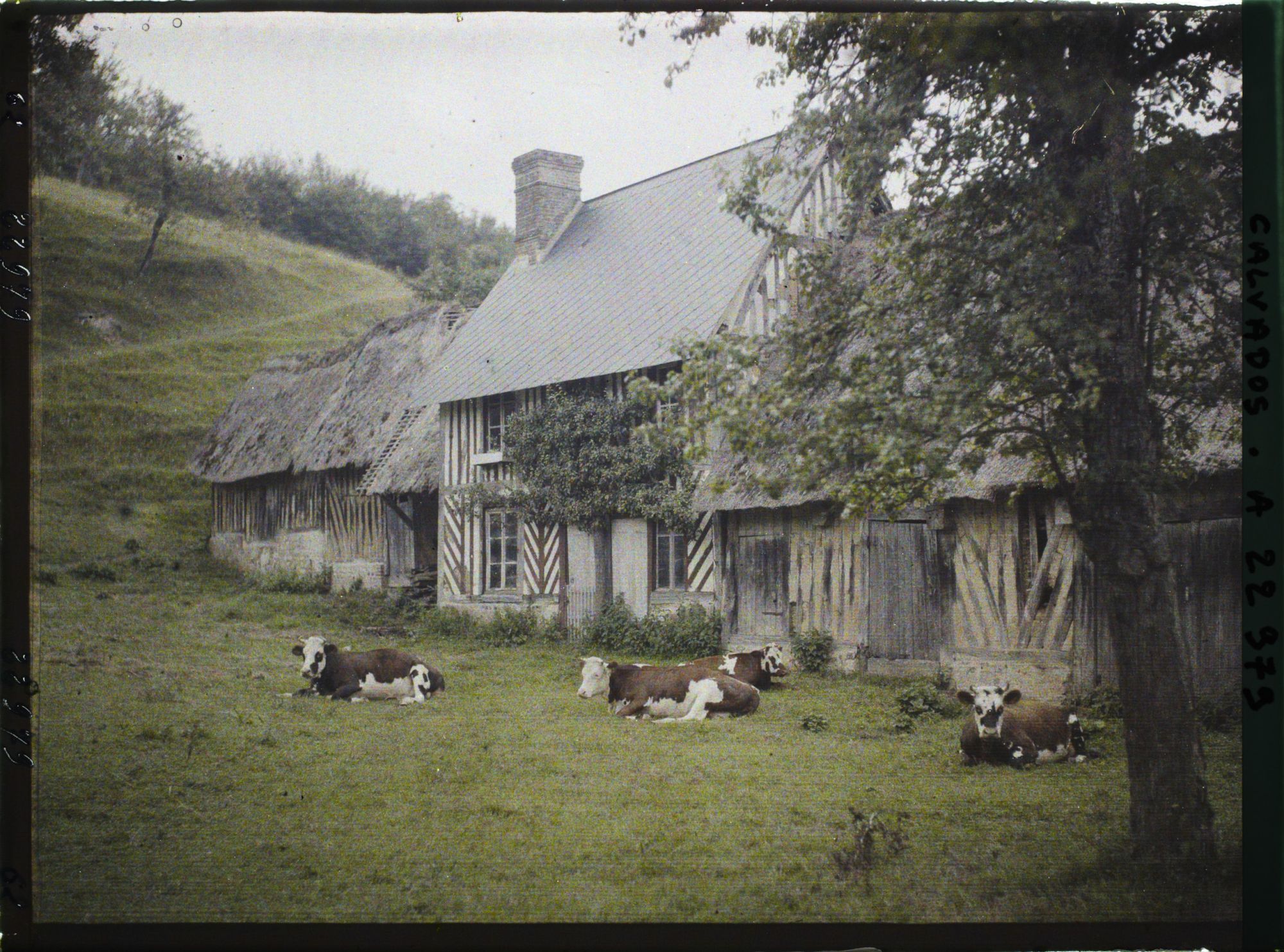 Image représentant Intérieur de ferme avec des vaches