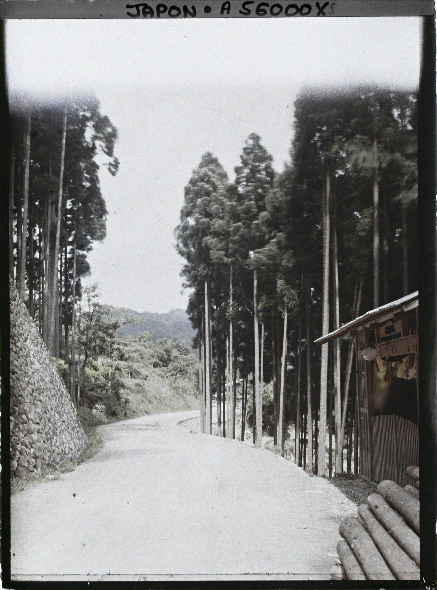 Image représentant Route bordée de cryptomerias (exploitation forestière?), probablement région de la Tamagawa