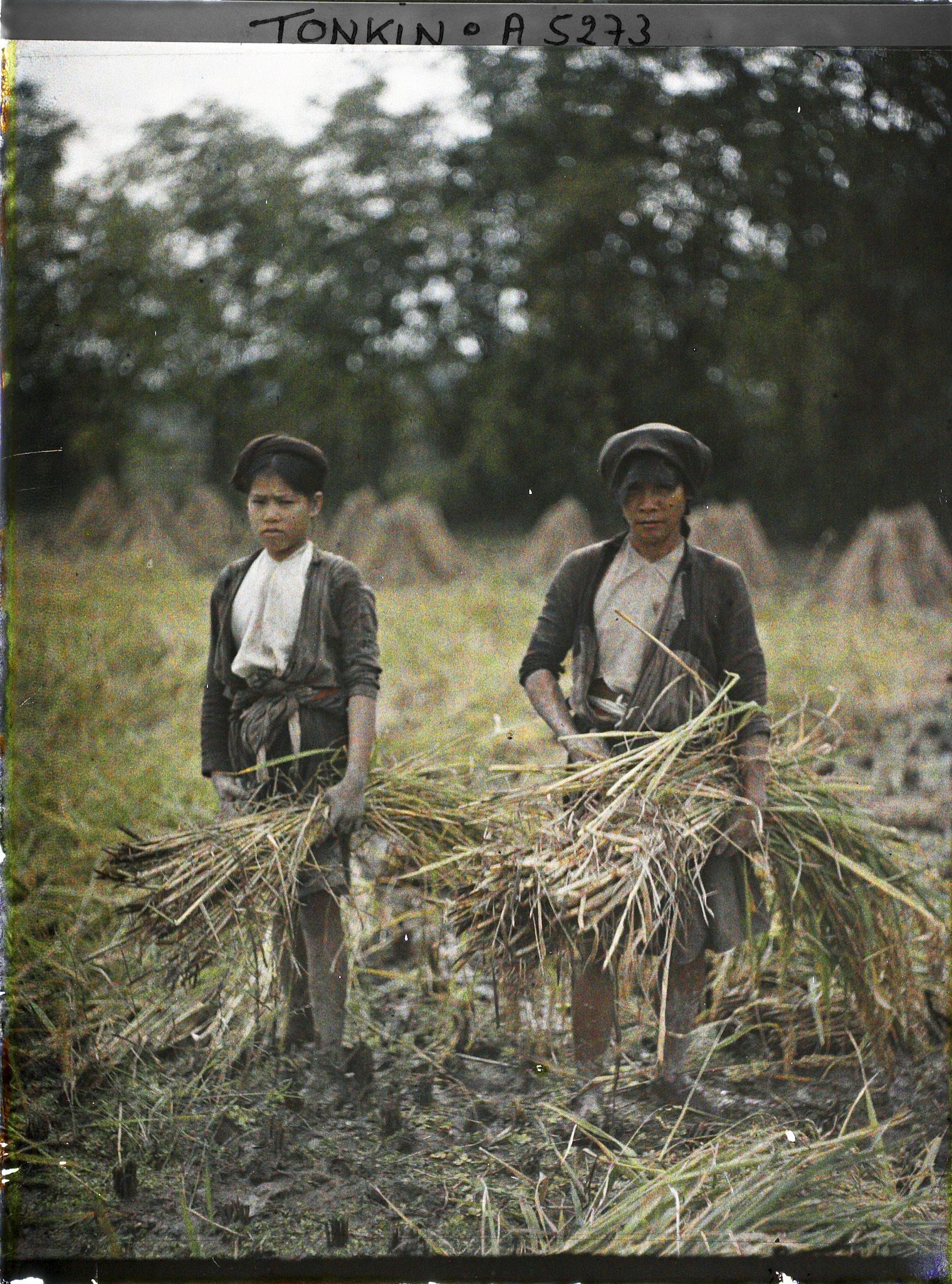 Image représentant La moisson du riz
