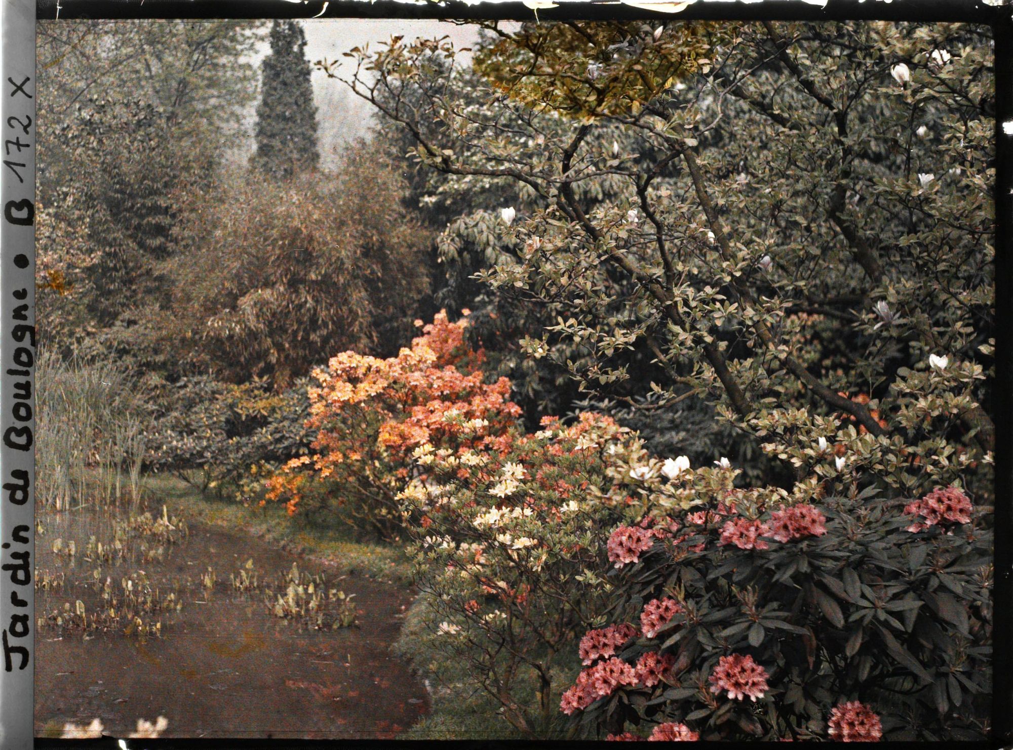 Image représentant Magnolia, azalées et rhododendrons longeant les étangs du marais au nord-est