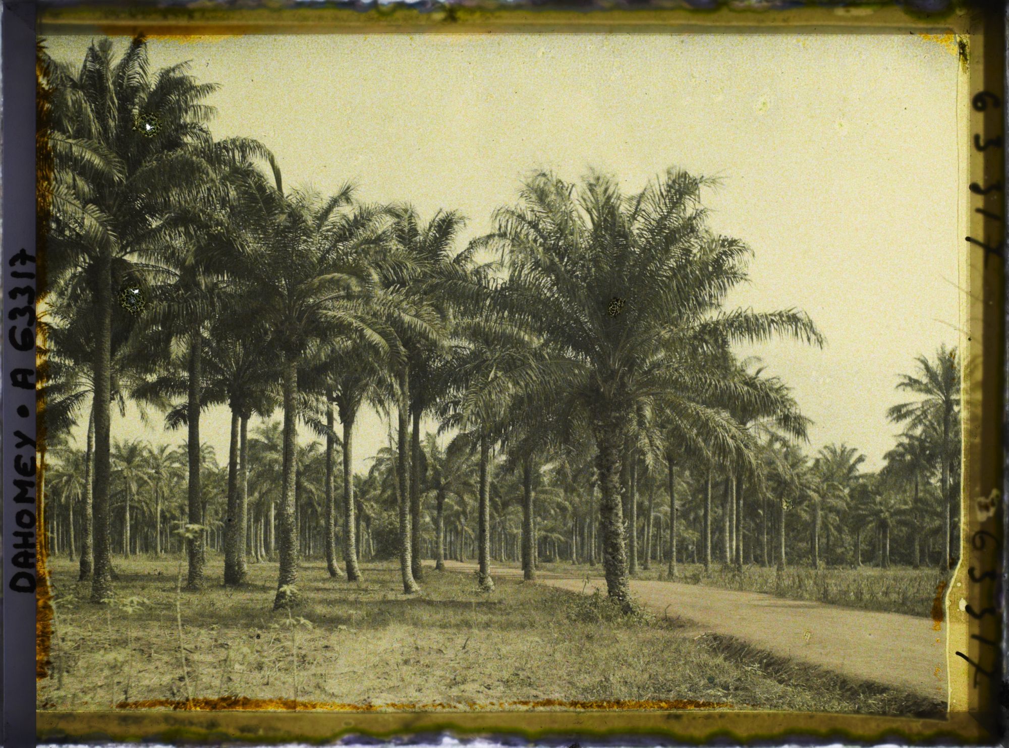 Image représentant Palmeraie sur la route de Daagbé