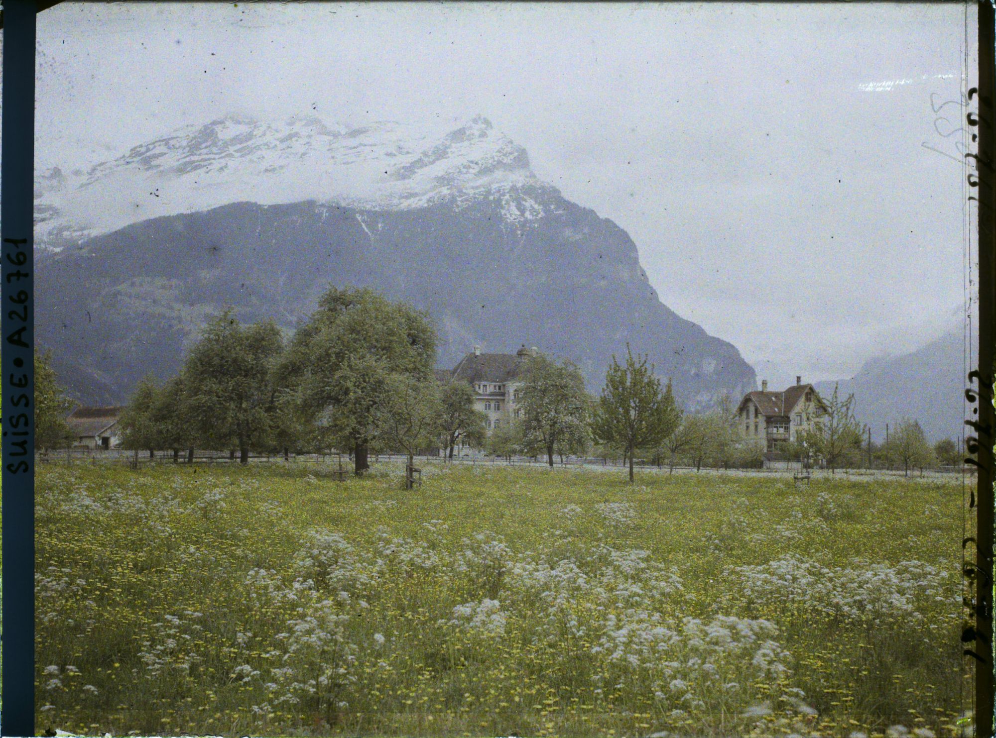 Image représentant Arbres et prairies fleuries dans la plaine d'Altdorf
