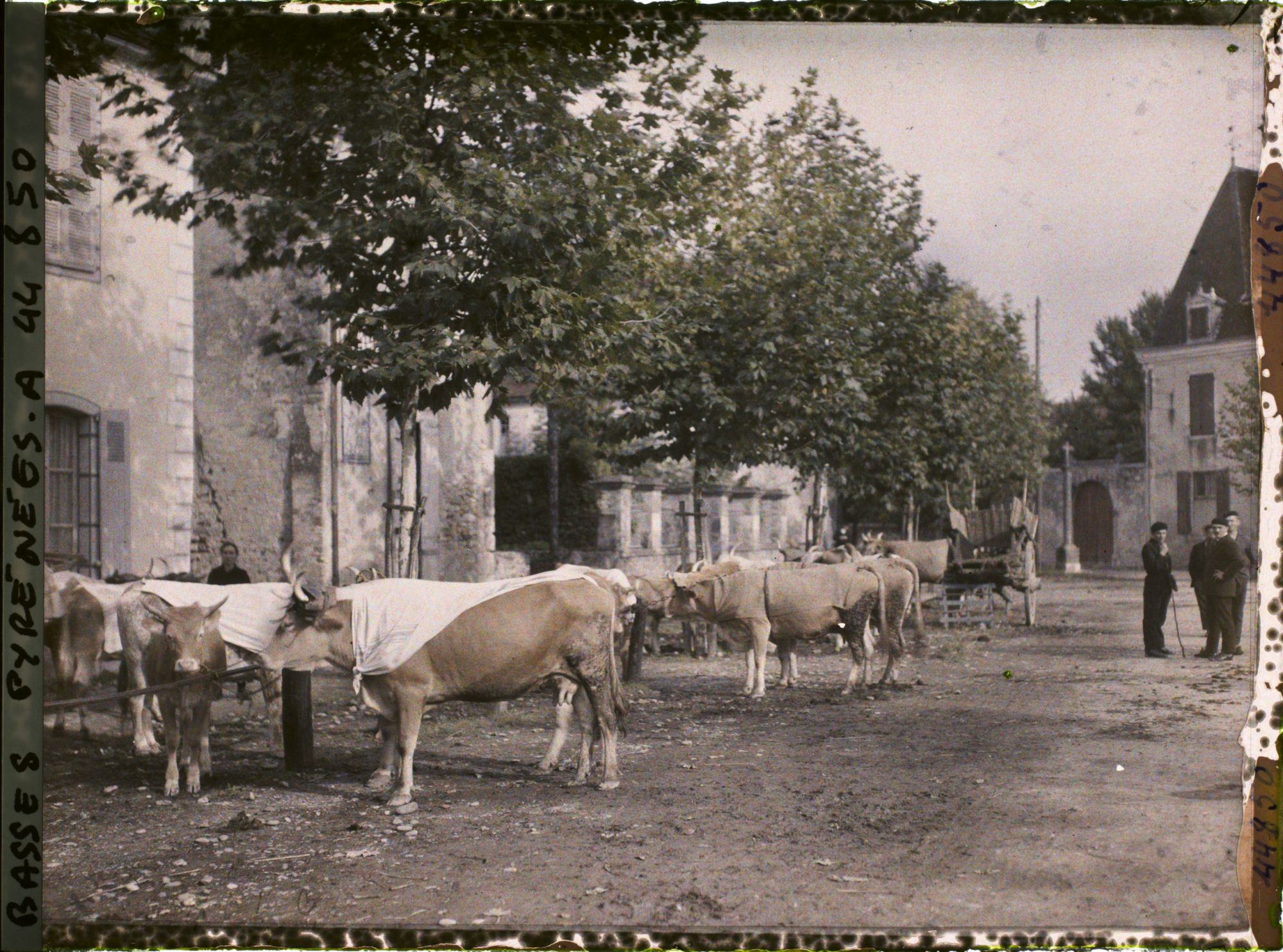 Image représentant France, Sauveterre de Béarn, Le Marché au bétail