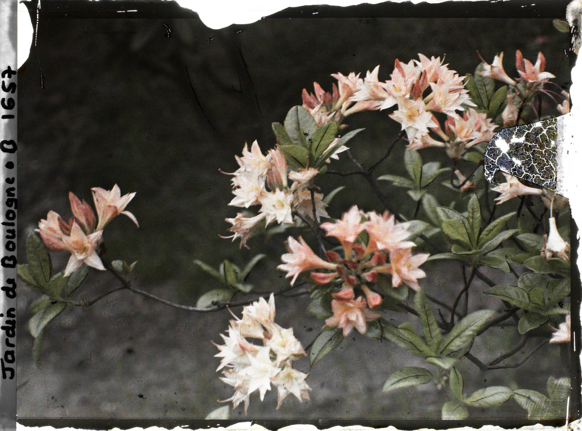 Image représentant Azalées en gros plan