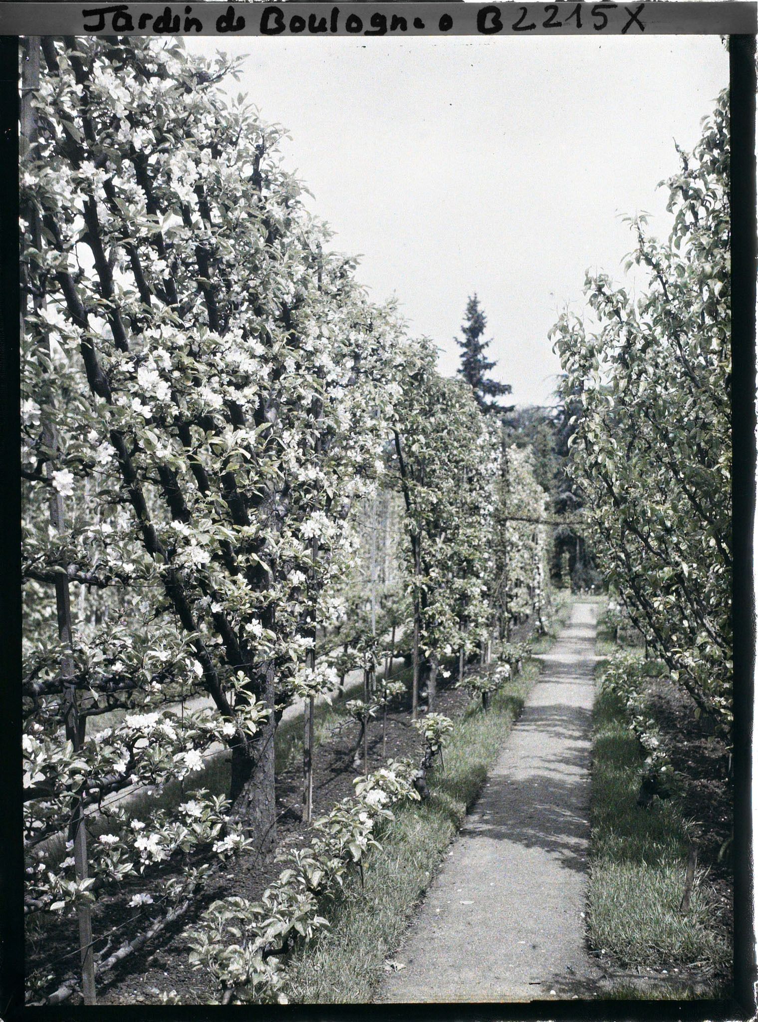 Image représentant Fruitiers palissés en fleurs et contre-allée menant à la forêt bleue, côté est du verger-roseraie