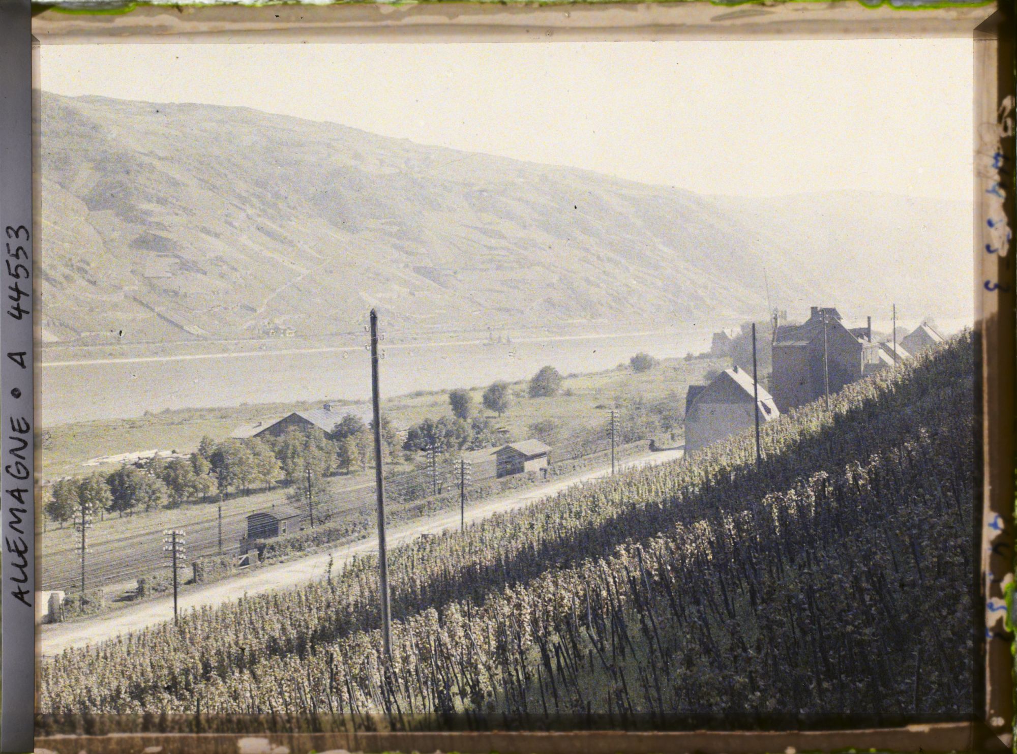 Image représentant Allemagne, Oberwesel, Vignes vers Caub