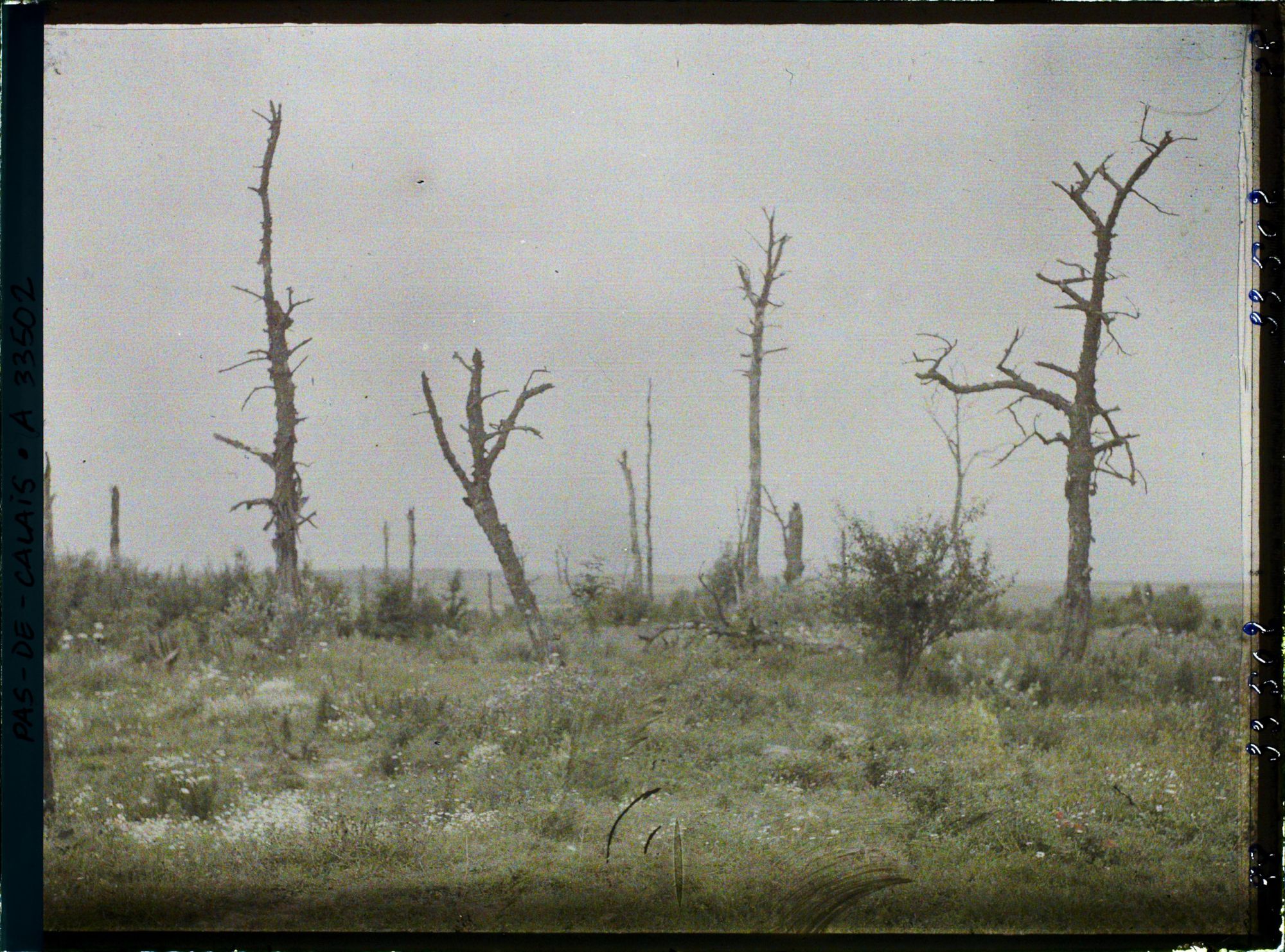 Image représentant France, Morval, Arbres morts