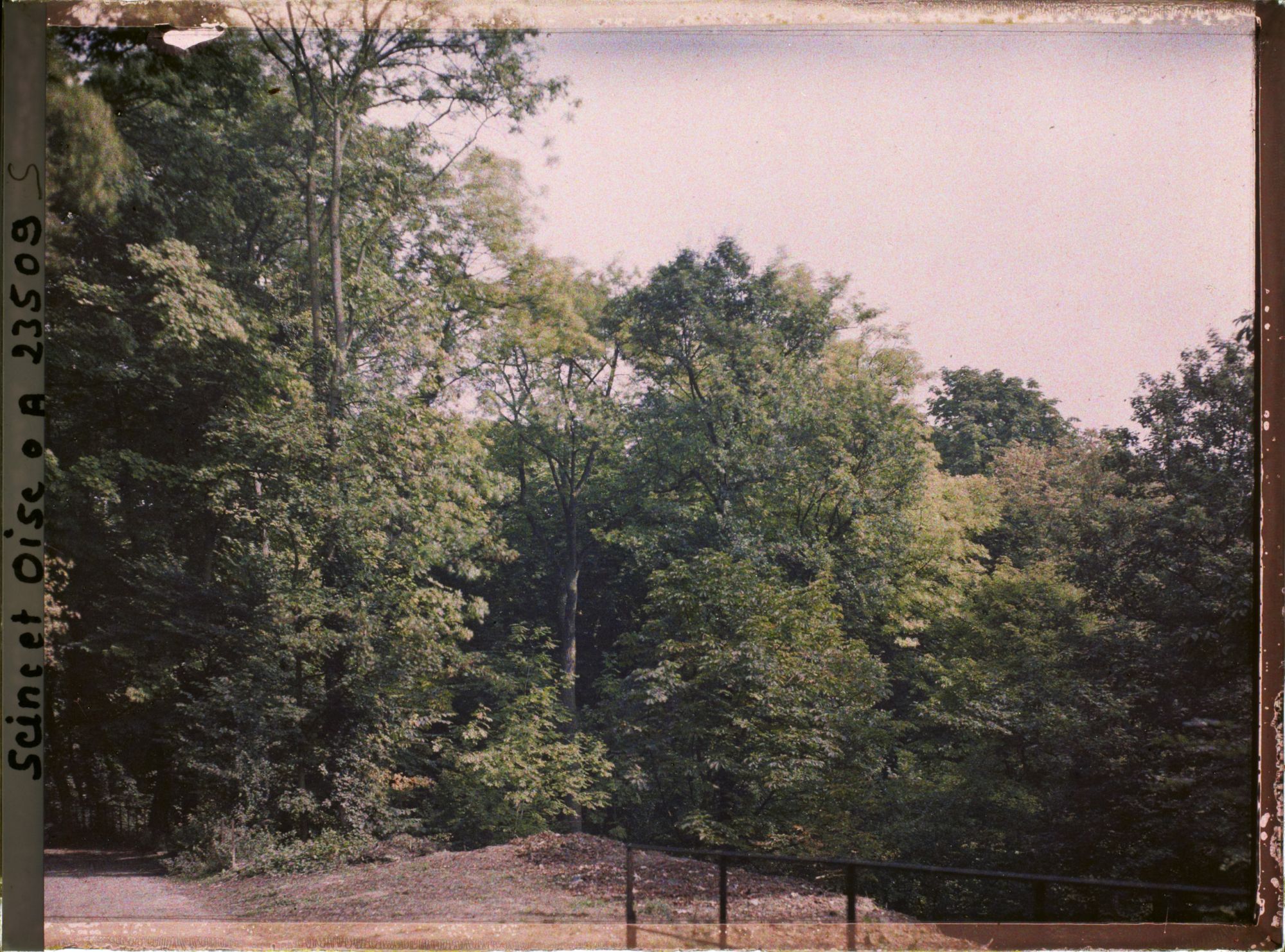 Image représentant Aspect de la végétation dans le parc