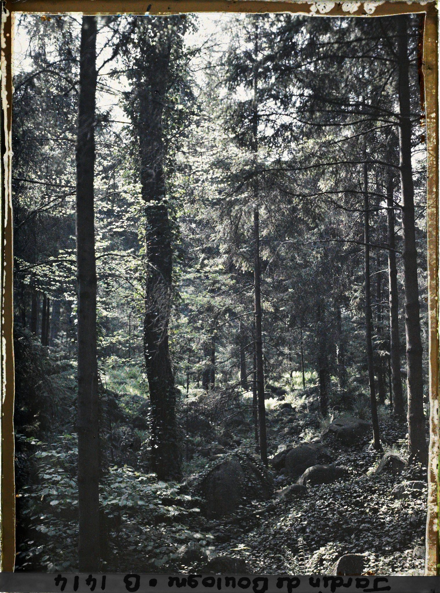 Image représentant La forêt vosgienne