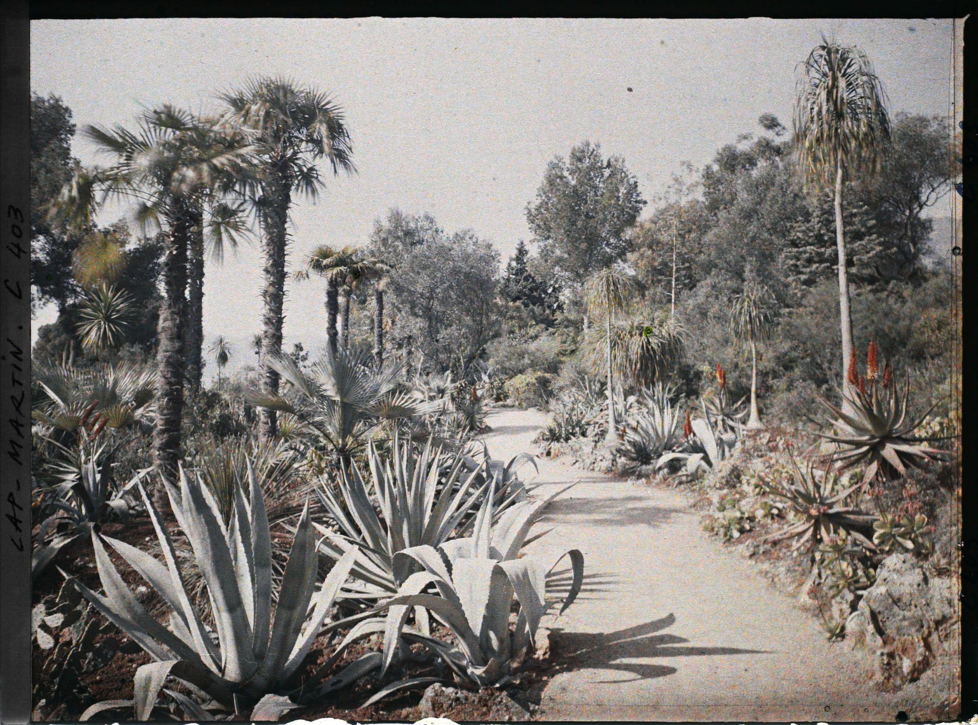 Image représentant Cap Martin Le Jardin