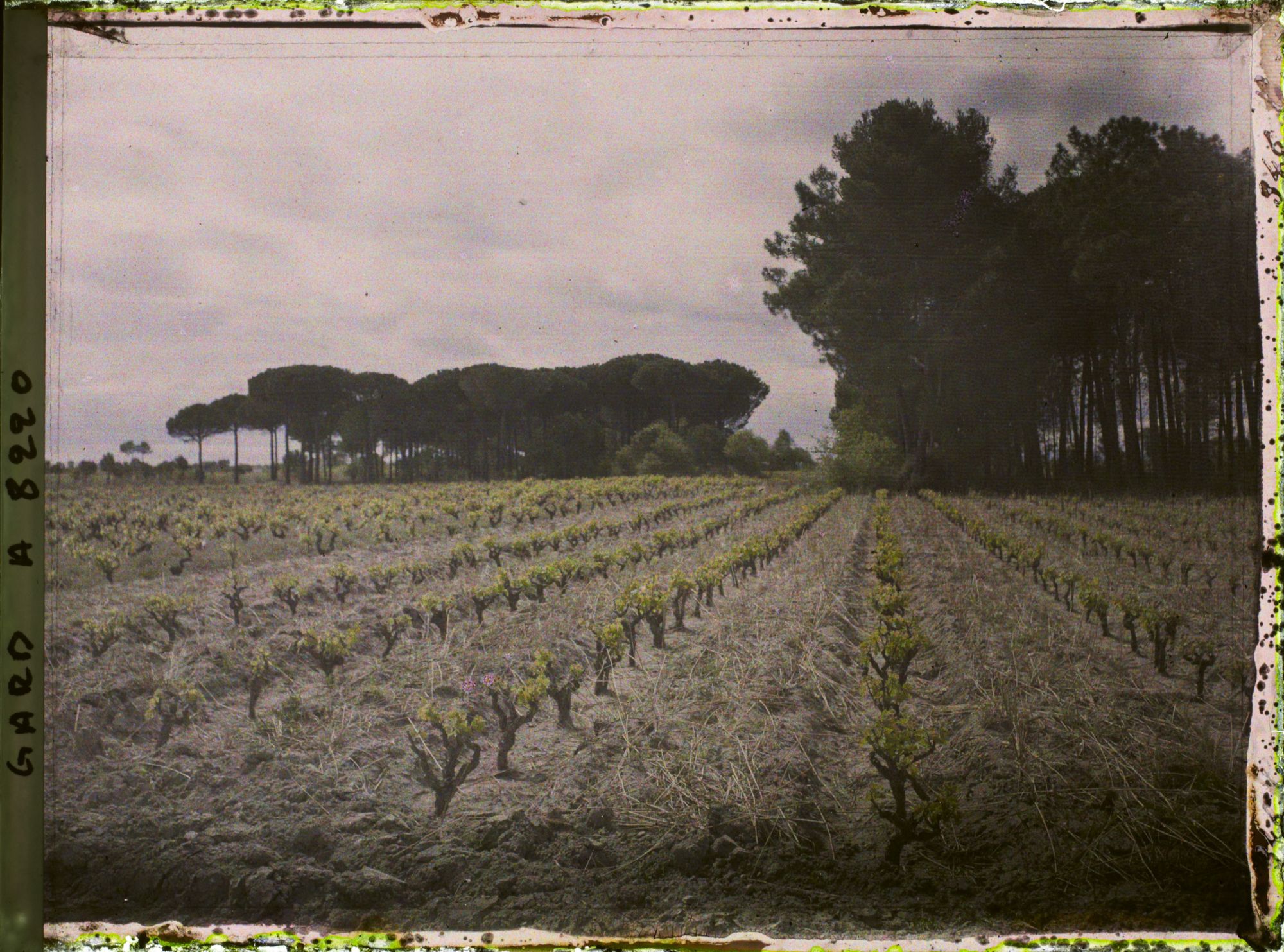 Image représentant Vignes et pins parasols sur la route d'Aigues-mortes à Lunel. Pinède de Trouchaud