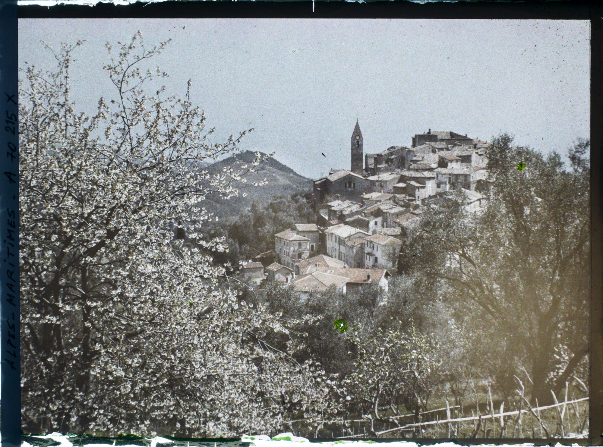 Image représentant Verger en fleurs encadrant le village vu en direction de la mer