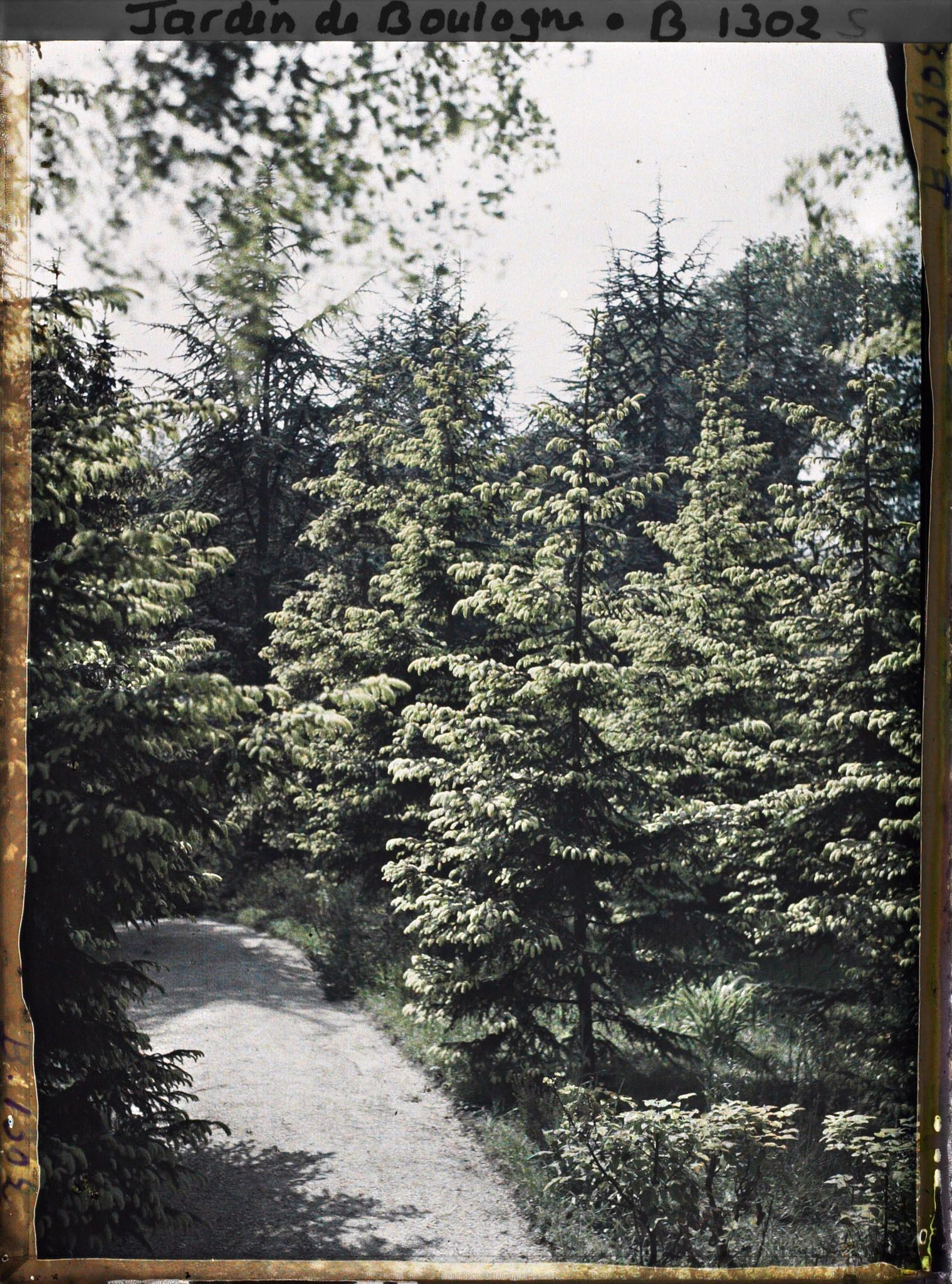 Image représentant La forêt dorée