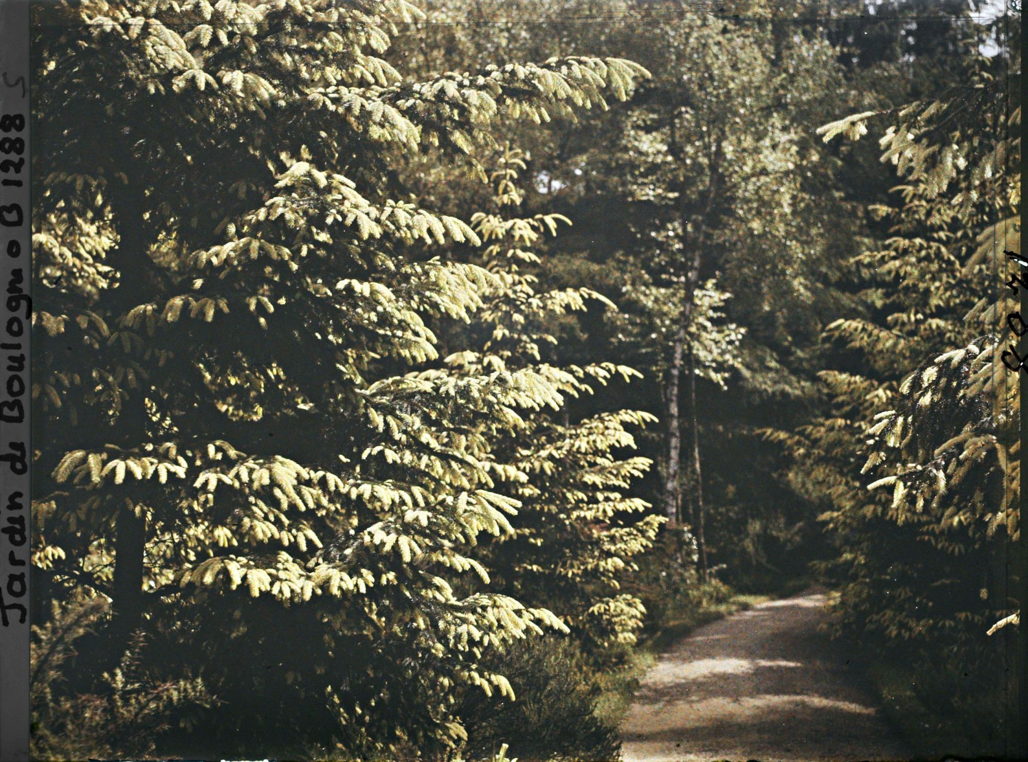 Image représentant La forêt dorée