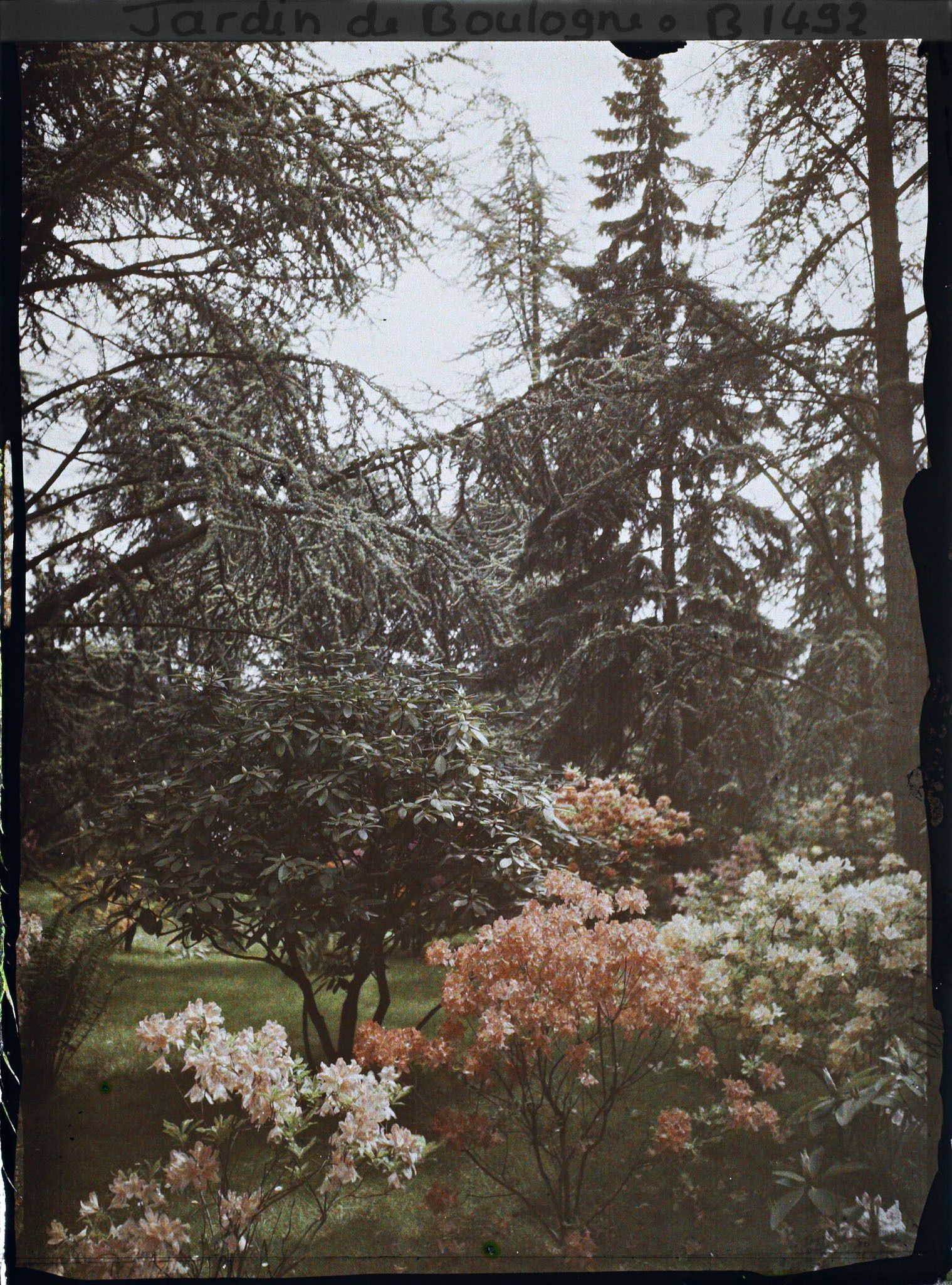 Image représentant Azalées dans la forêt bleue