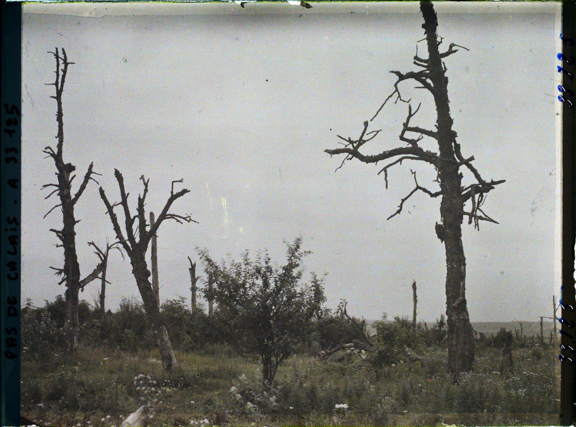 Image représentant France, Merval, Arbres morts