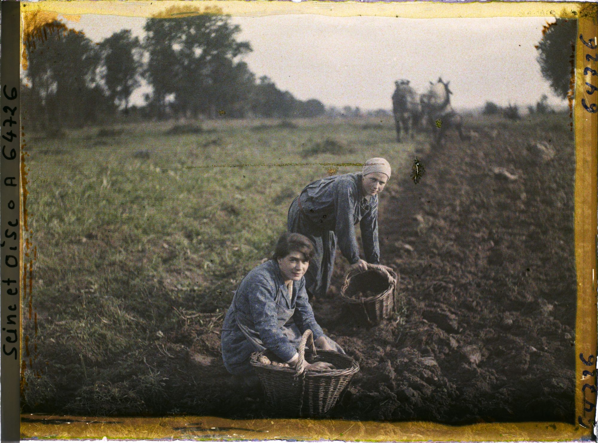 Image représentant Ile de France, Maffliers, Jeunes filles ramassant les pommes de terre après le passage de la charrue