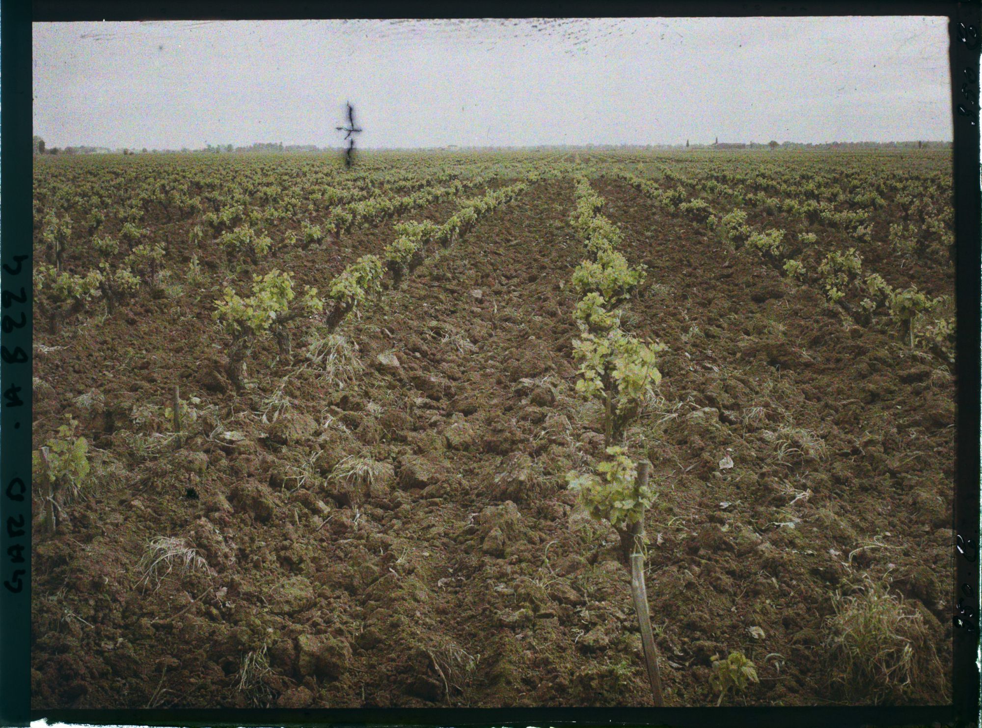 Image représentant Près de Lunel les vignes labourées