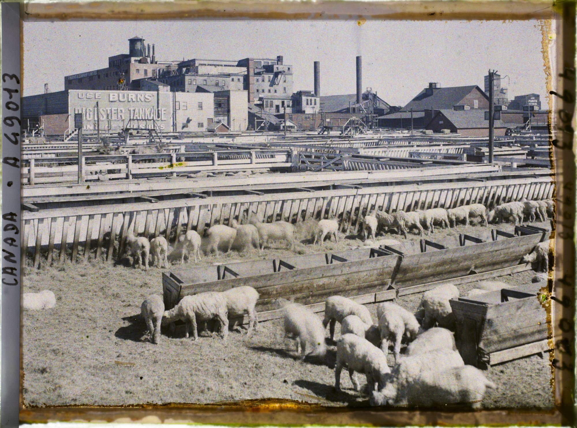 Image représentant Canada, Calgary, Stockyards - moutons dans le fond abattoirs