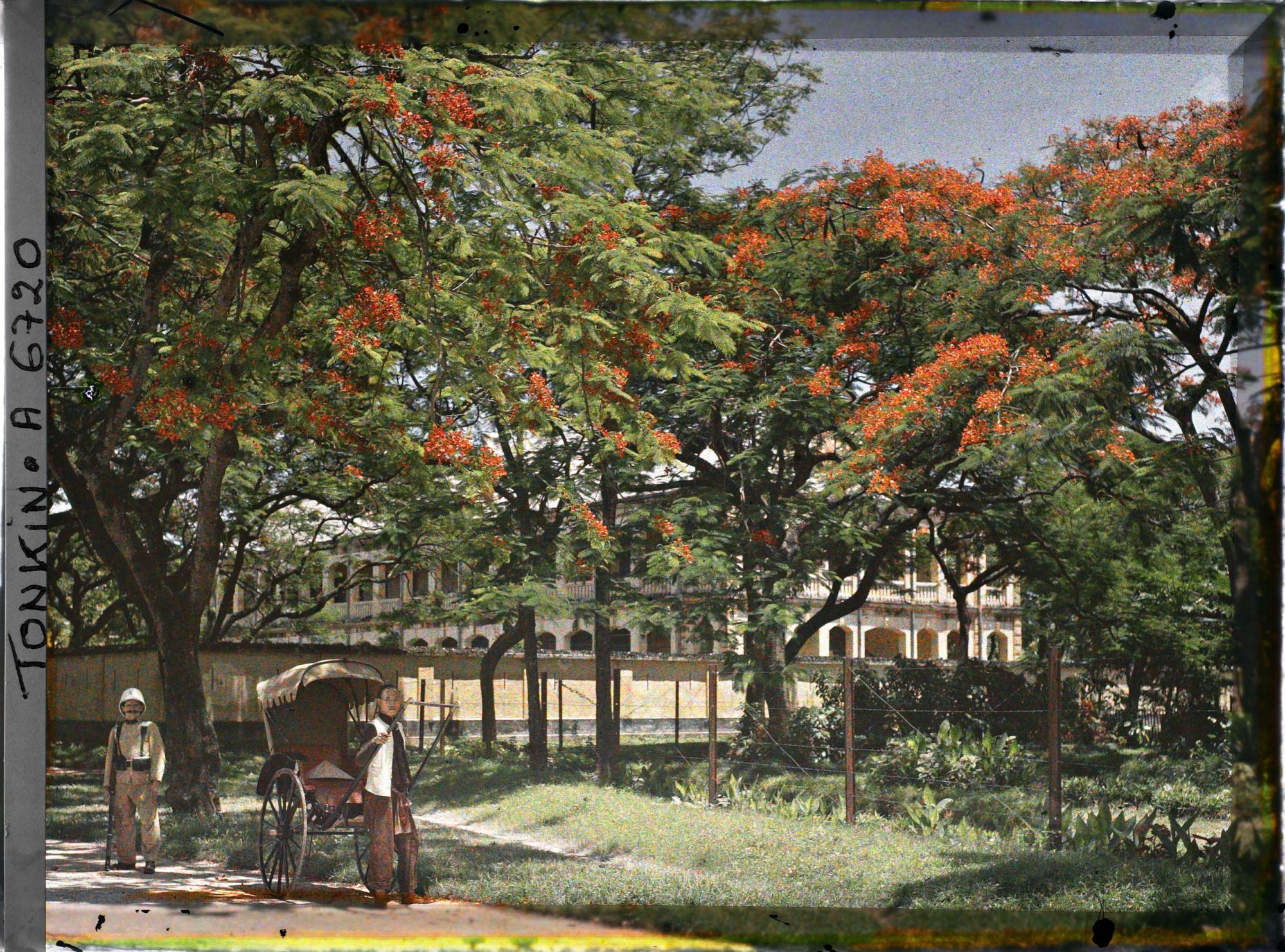 Image représentant Un pousse-pousse sous les flamboyants bordant l'avenue général Bichot