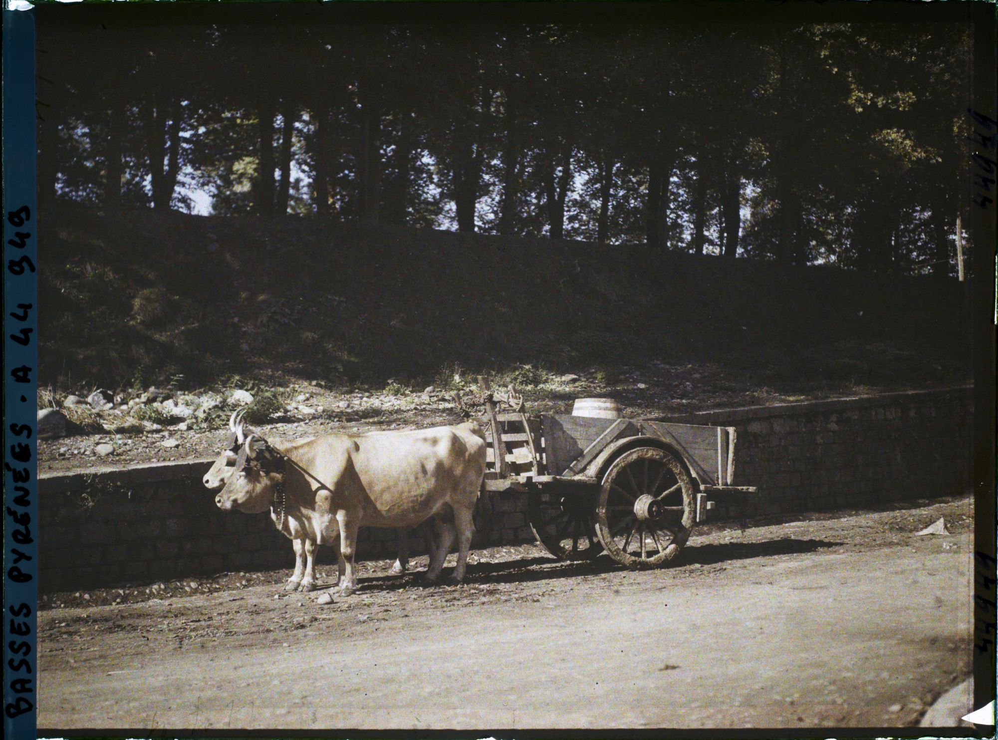 Image représentant France, St Jean Pied de Port, Attelage de B?ufs et Char